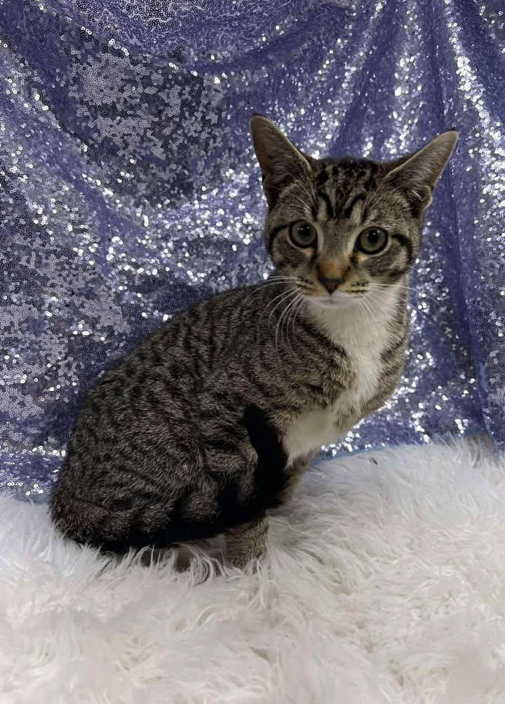 Henderson (Bio ✅), Adopted, Young Male Domestic Short Hair.