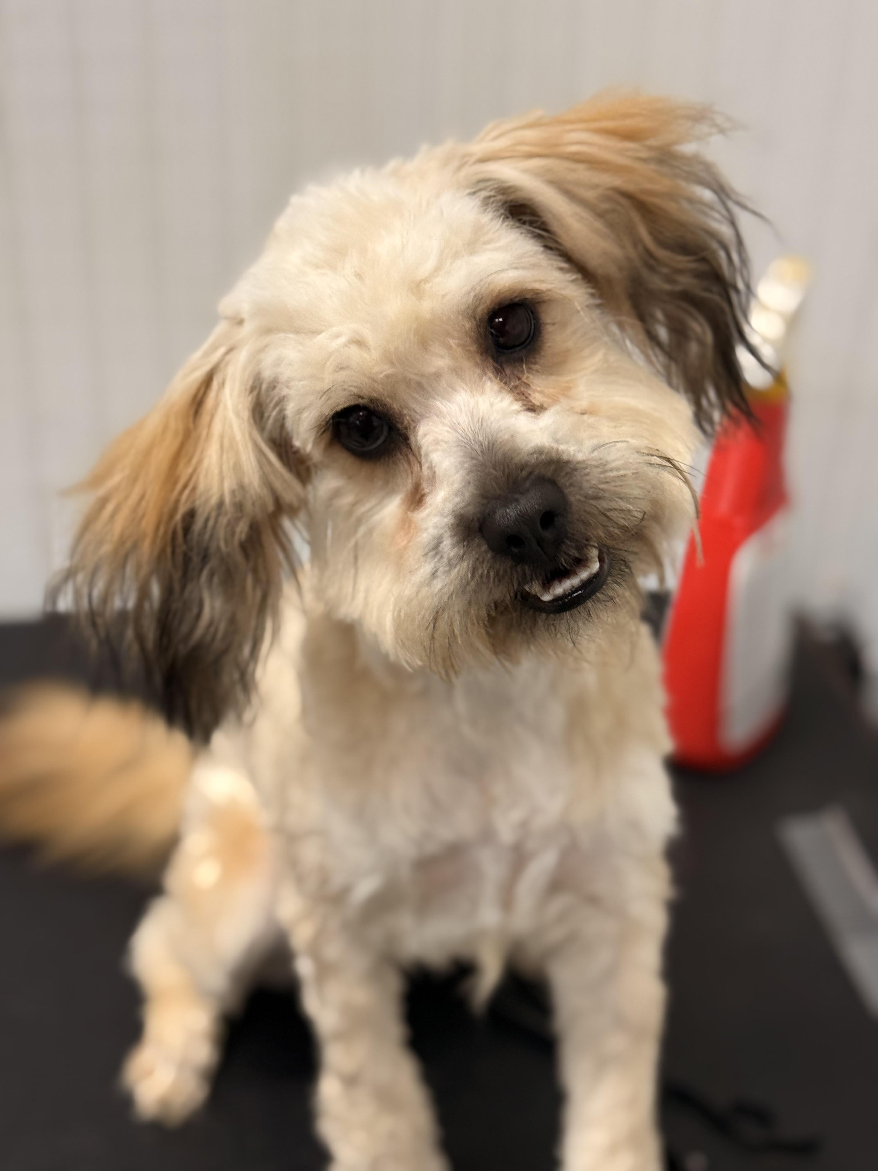 Bindee, ADOPTABLE, Puppy Female Schnoodle & Havanese.