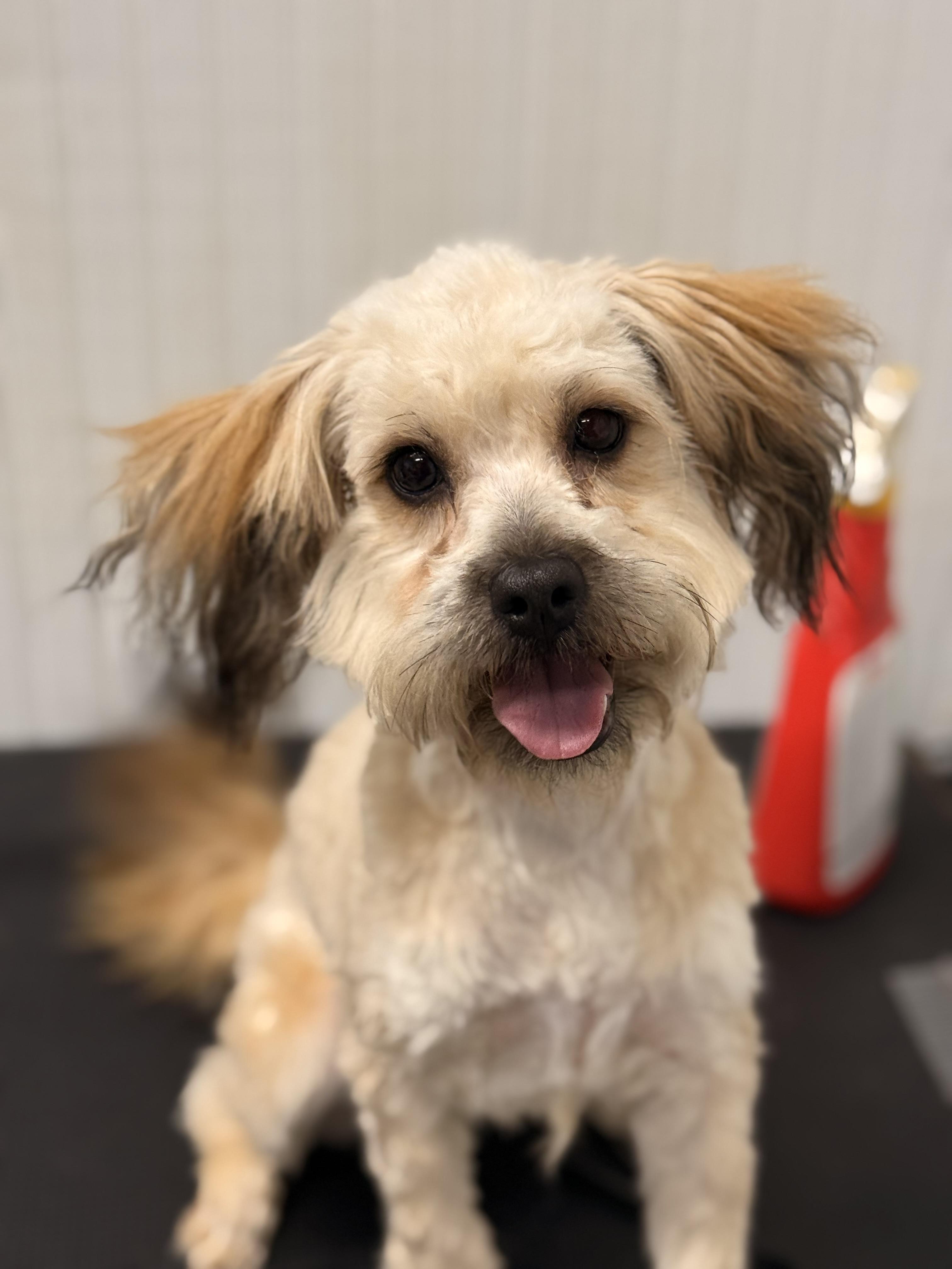 Enlarge Bindee, a ADOPTABLE mixed breed in Texarkana, TX image 5/6