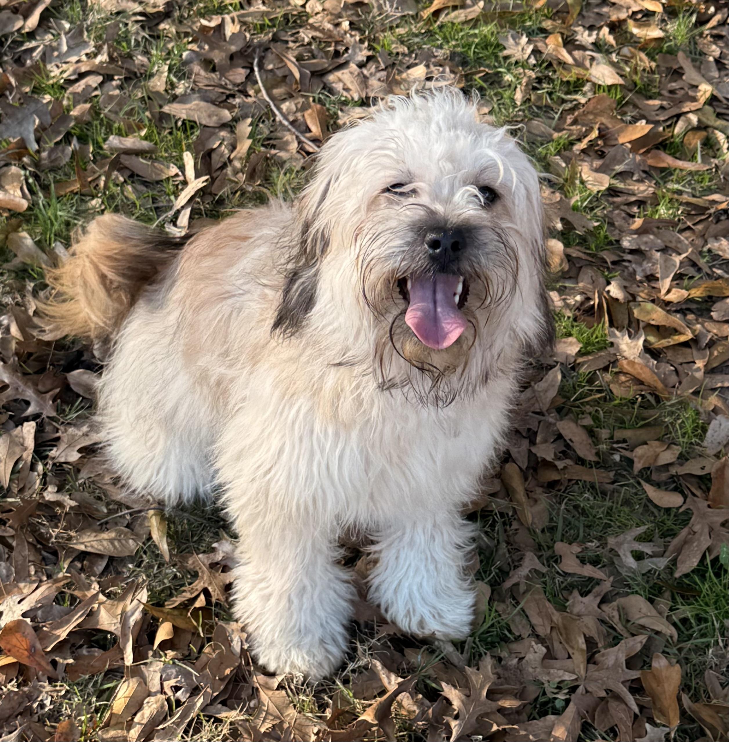 Enlarge Bindee, a ADOPTABLE mixed breed in Texarkana, TX image 6/6