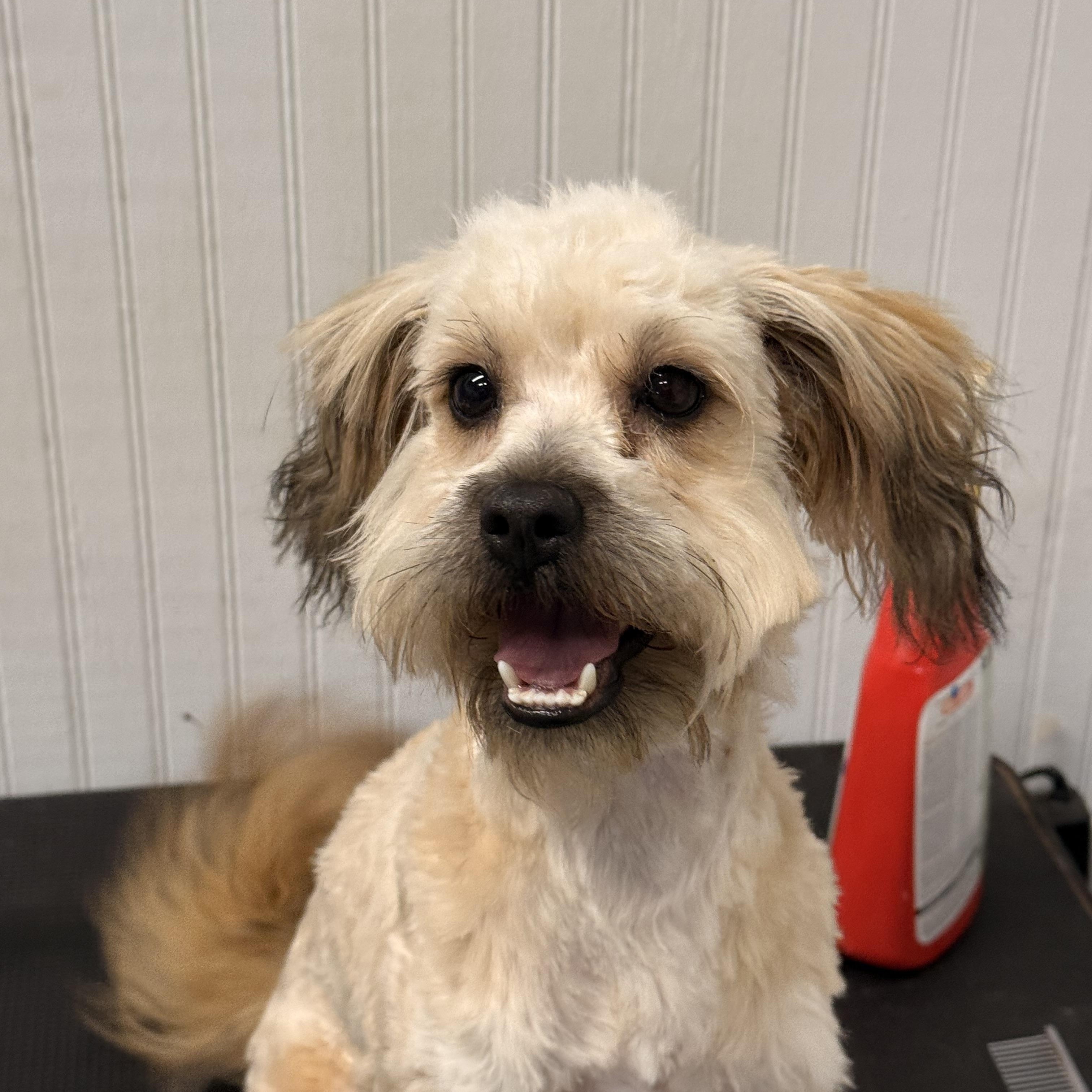 Enlarge Bindee, a ADOPTABLE mixed breed in Texarkana, TX image 4/6