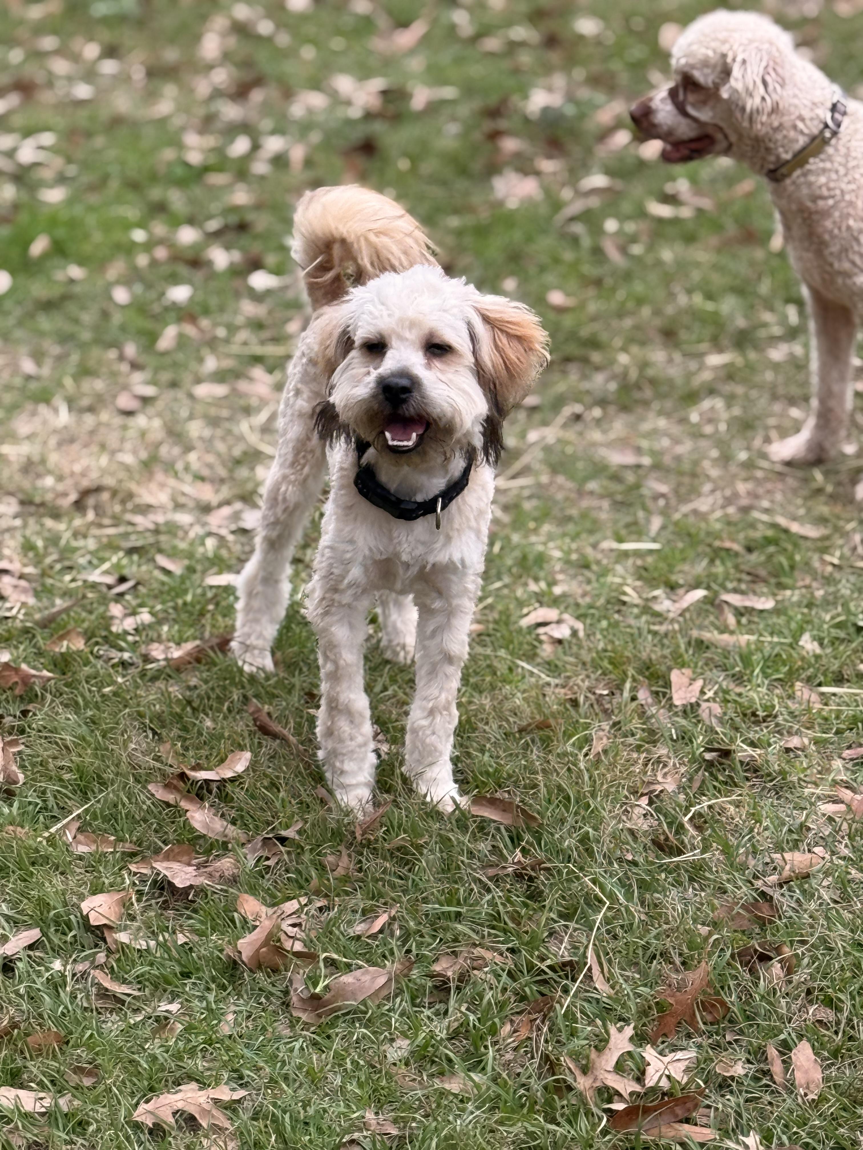 Enlarge Bindee, a ADOPTABLE mixed breed in Texarkana, TX image 3/6