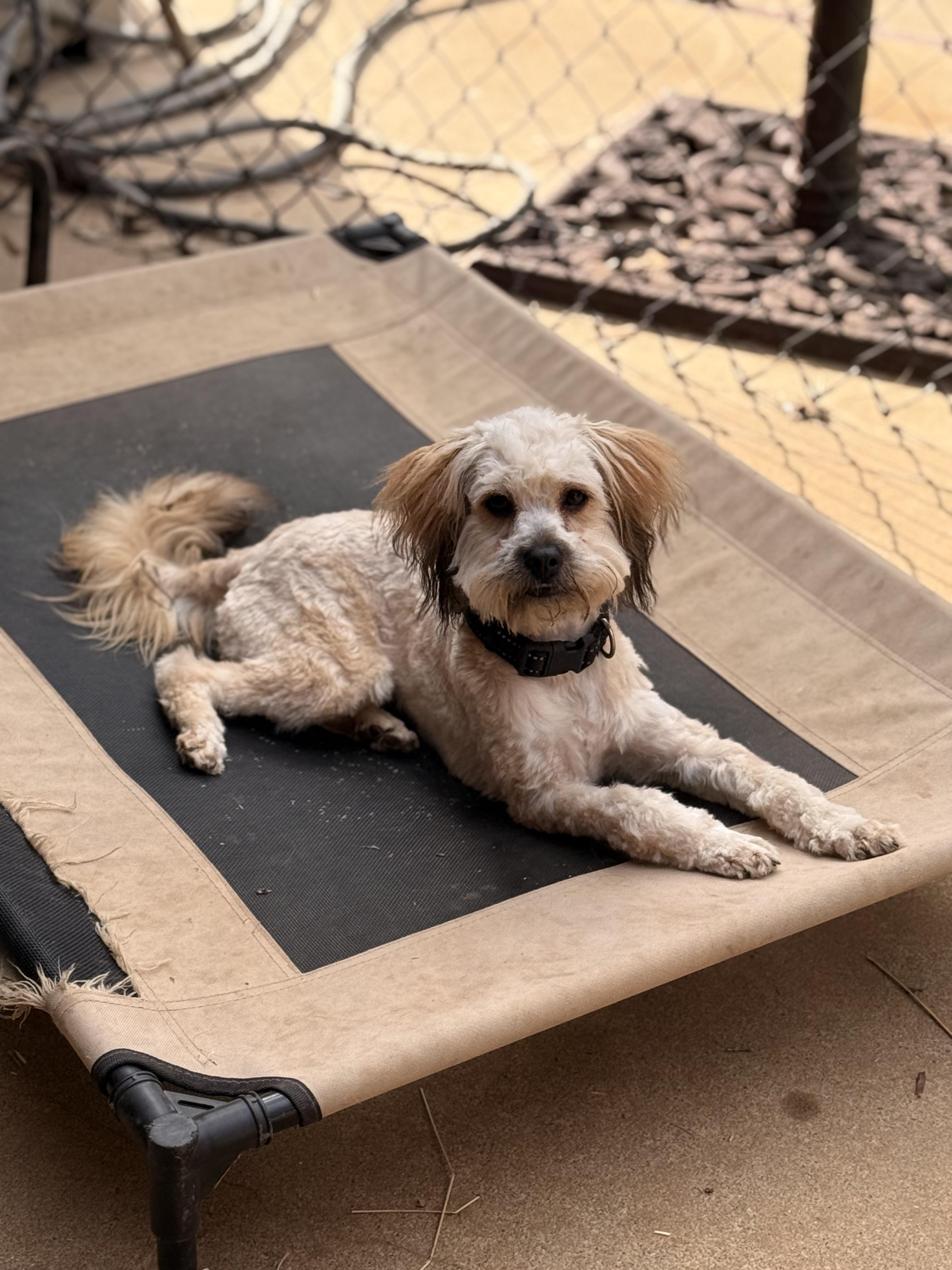 Enlarge Bindee, a ADOPTABLE mixed breed in Texarkana, TX image 2/6