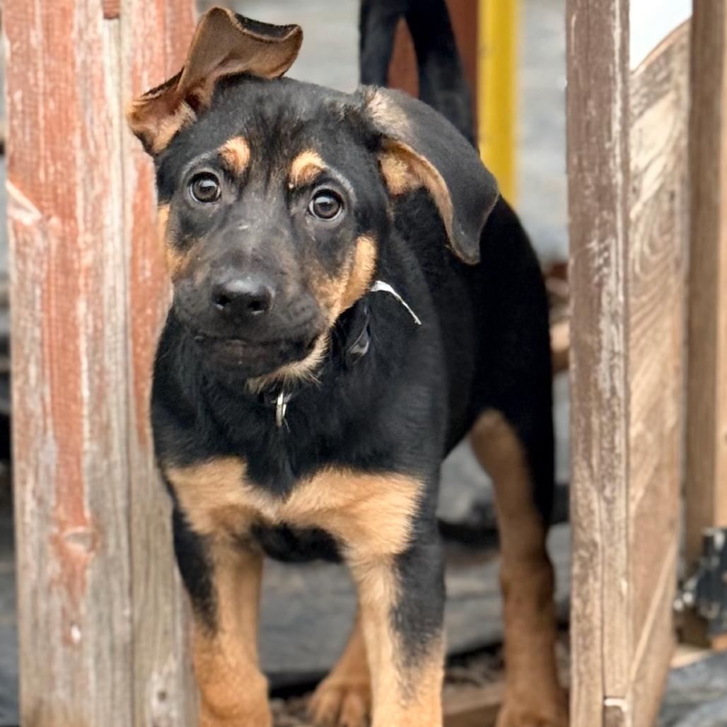 Enlarge TURNER, a ADOPTABLE mixed breed in La Grange, KY image 1/5