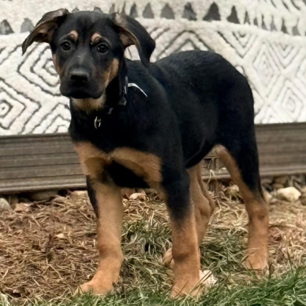 Enlarge TURNER, a ADOPTABLE mixed breed in La Grange, KY image 5/5