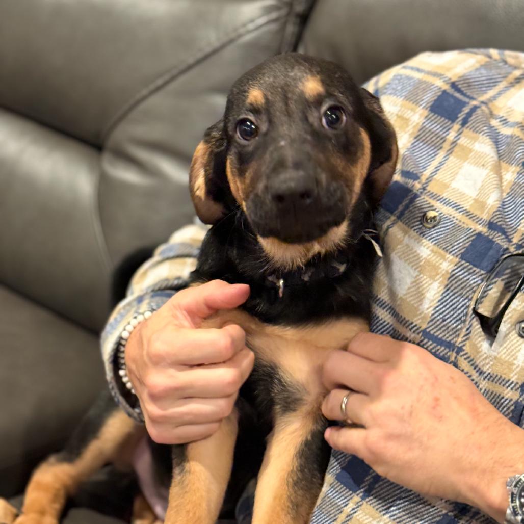 Enlarge TURNER, a ADOPTABLE mixed breed in La Grange, KY image 4/5