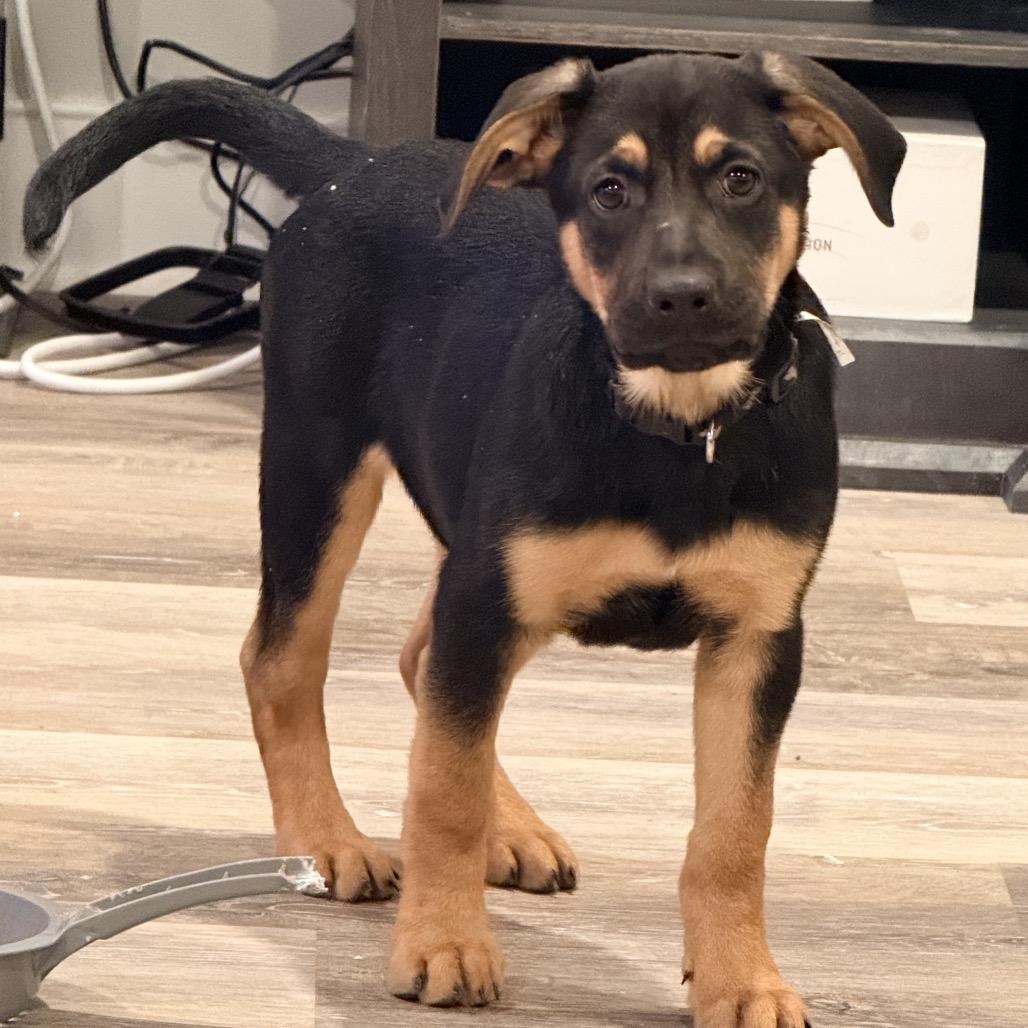 Enlarge TURNER, a ADOPTABLE mixed breed in La Grange, KY image 3/5