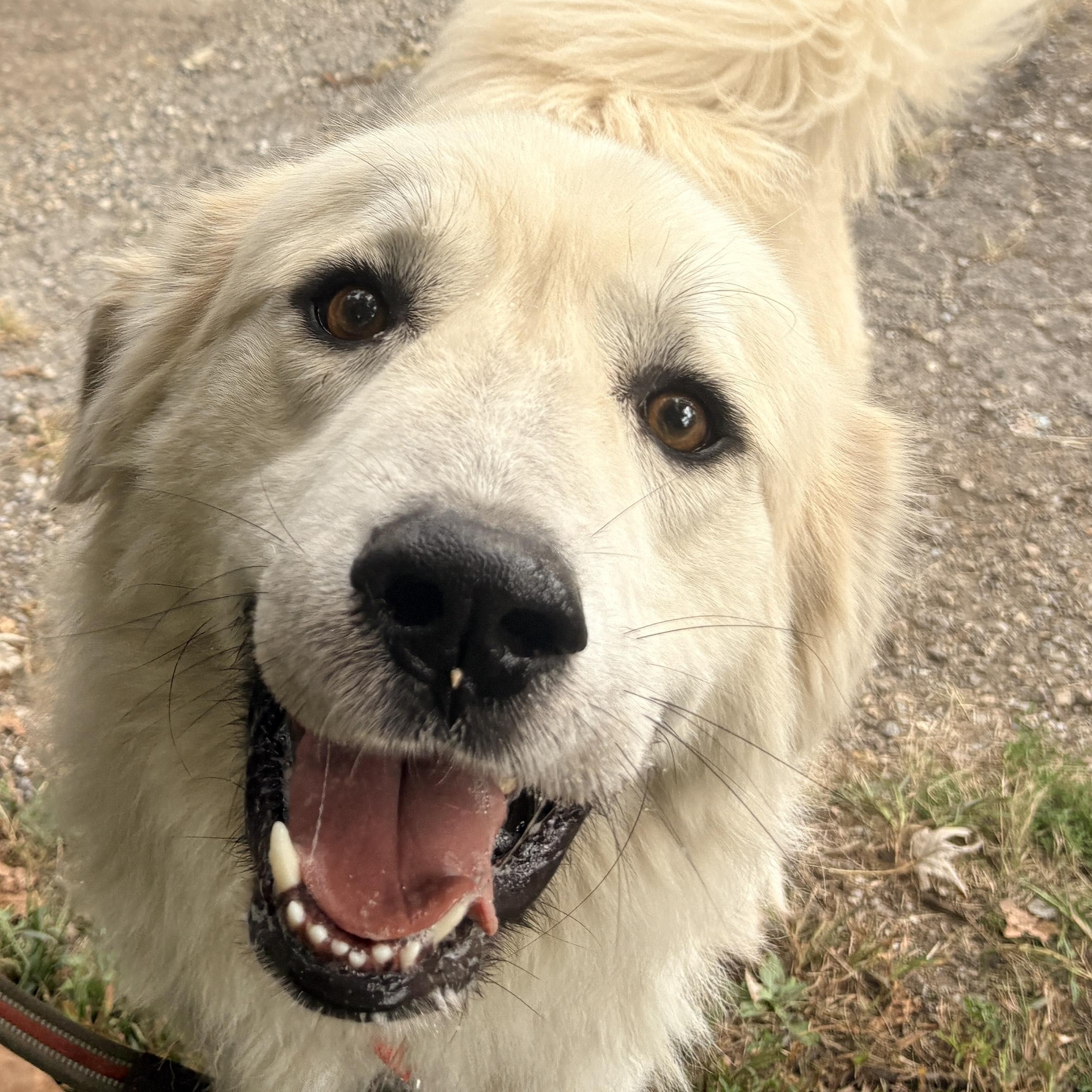 Enlarge Cole - New to Rescue - Foster Needed, a Adoptable Great Pyrenees in Indianapolis, IN image 2/6