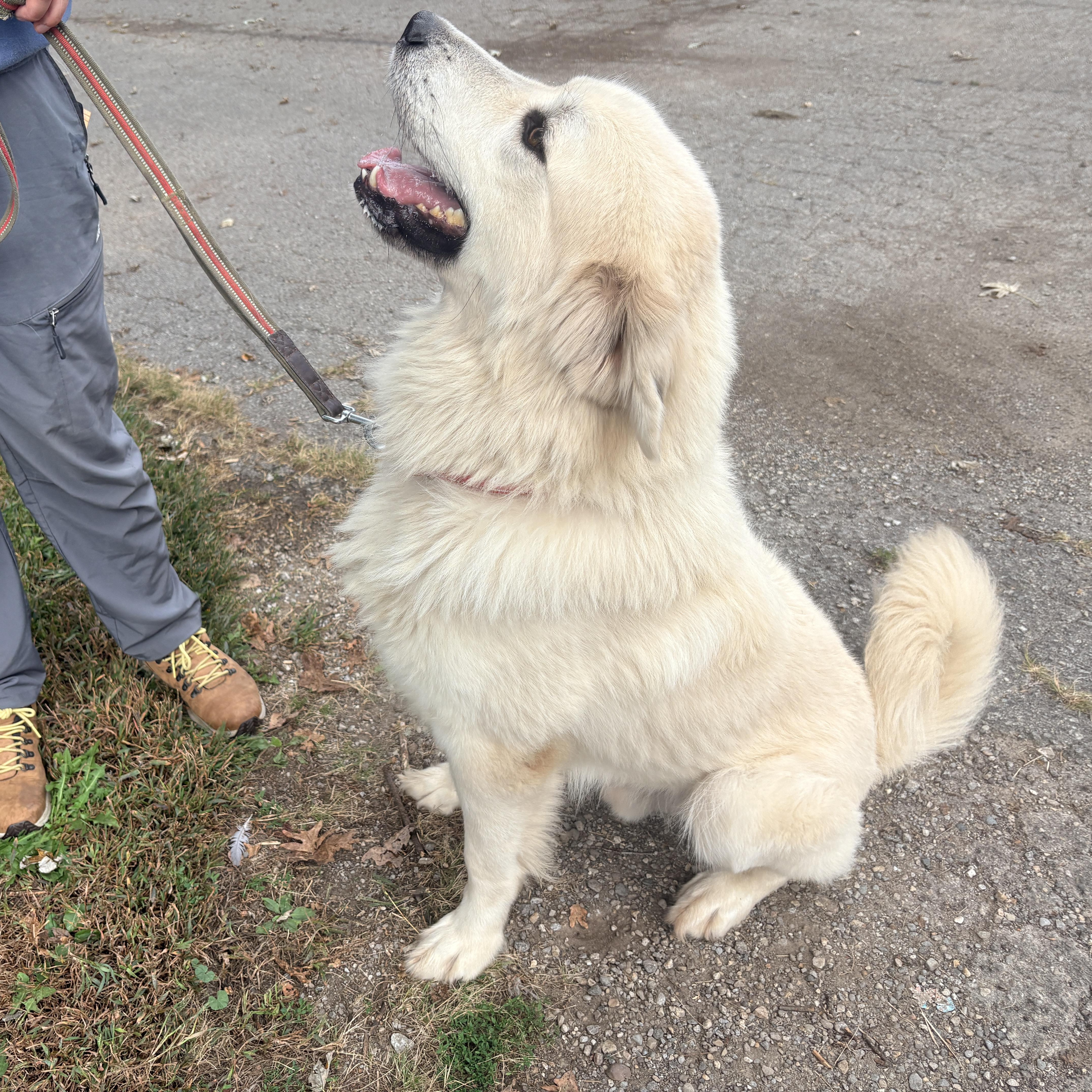Enlarge Cole - New to Rescue - Foster Needed, a Adoptable Great Pyrenees in Indianapolis, IN image 3/6