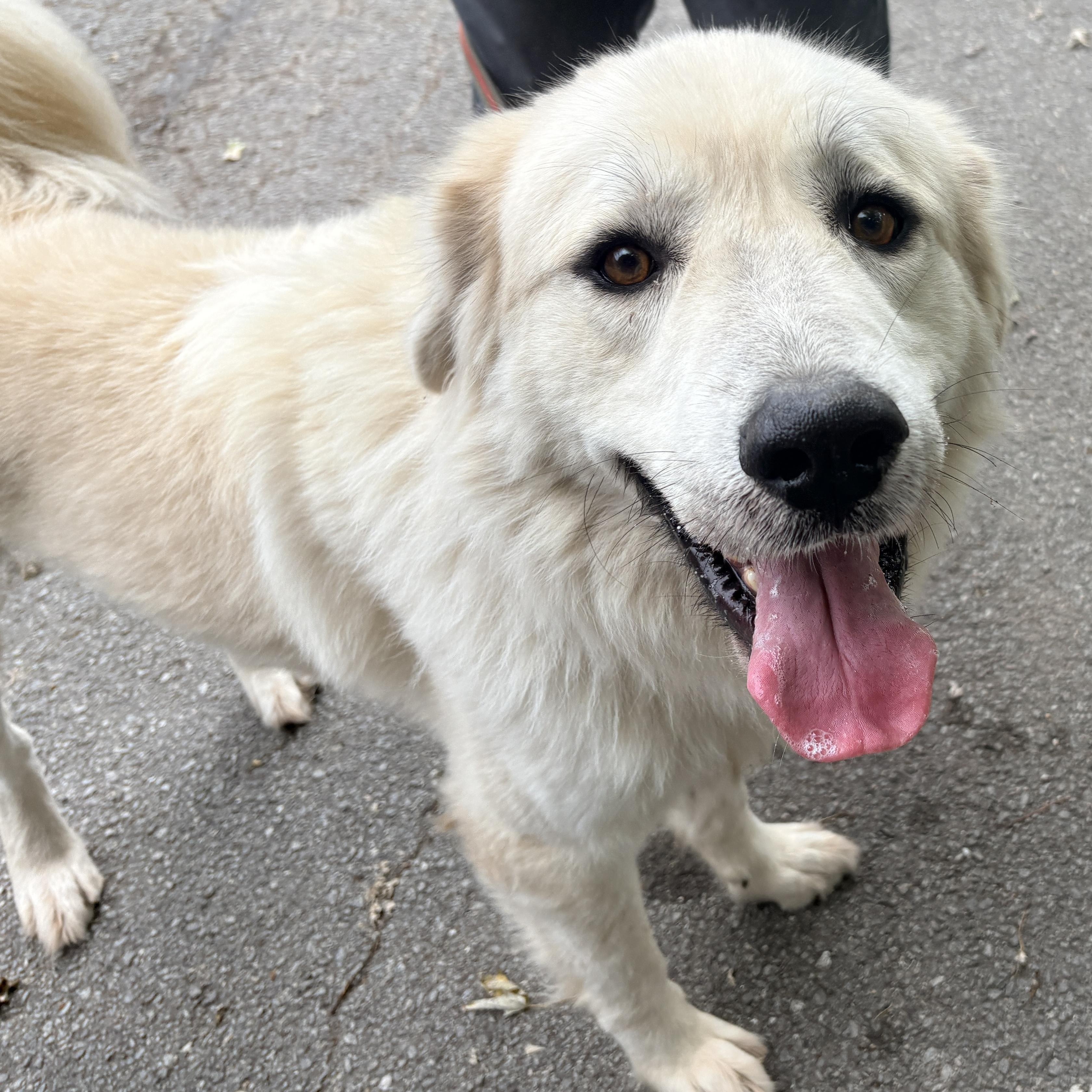 Enlarge Cole - New to Rescue - Foster Needed, a Adoptable Great Pyrenees in Indianapolis, IN image 4/6