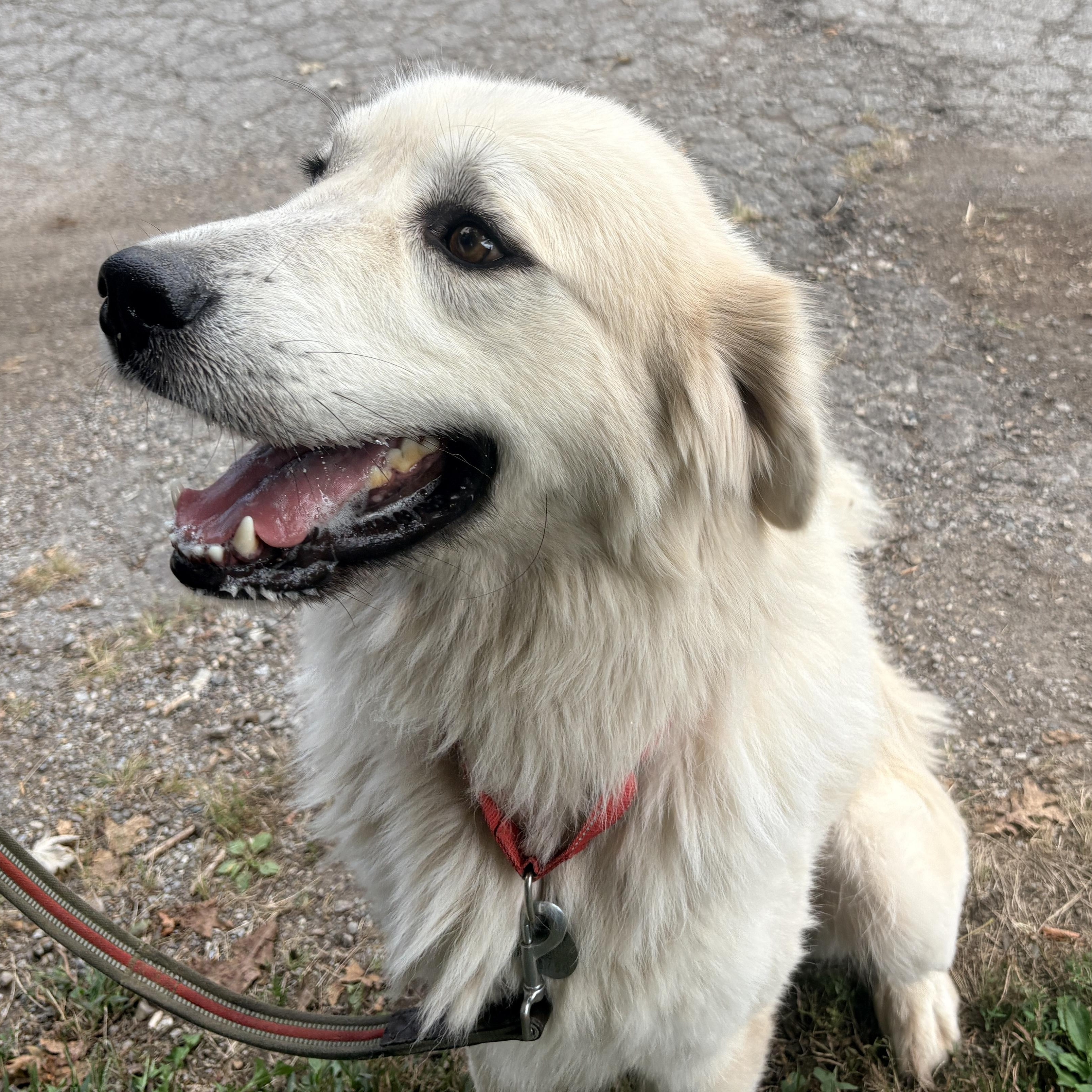 Enlarge Cole - New to Rescue - Foster Needed, a Adoptable Great Pyrenees in Indianapolis, IN image 5/6