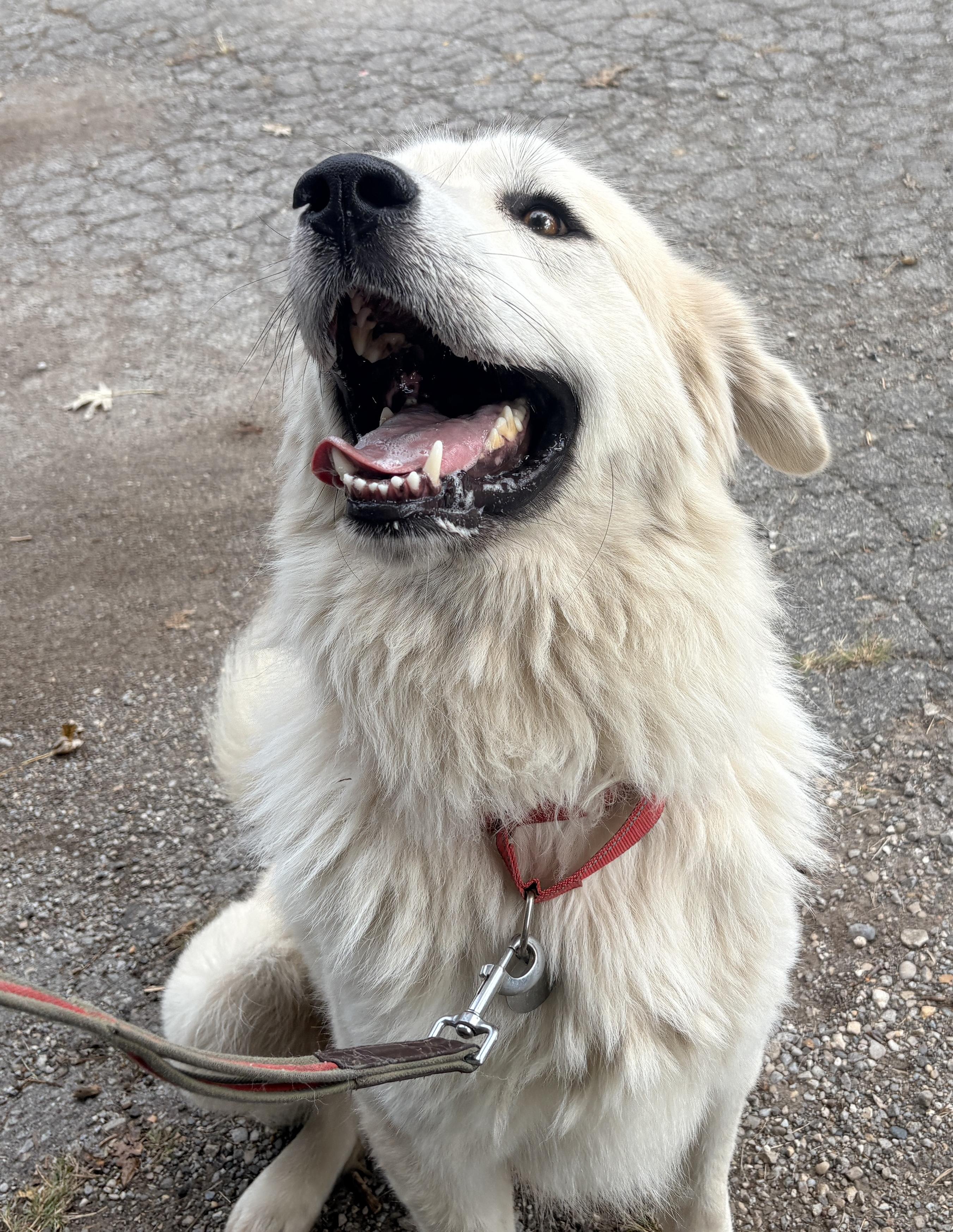 Enlarge Cole - New to Rescue - Foster Needed, a Adoptable Great Pyrenees in Indianapolis, IN image 6/6