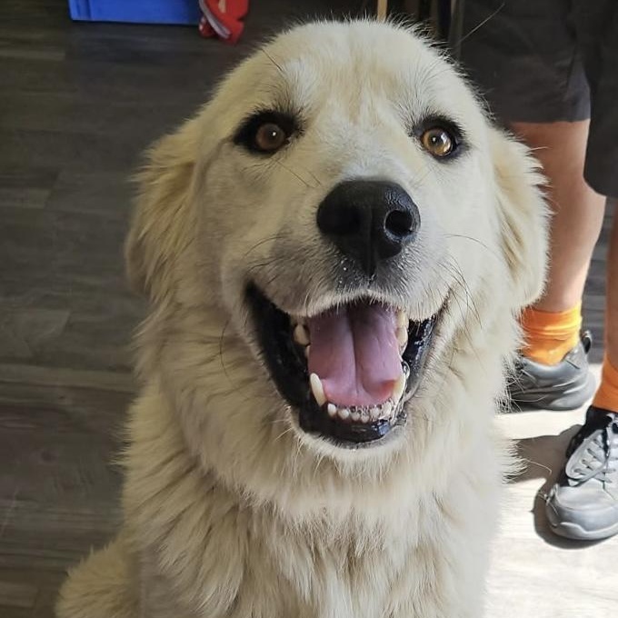 Cole - New to Rescue - Foster Needed, Adoptable, Young Male Great Pyrenees.
