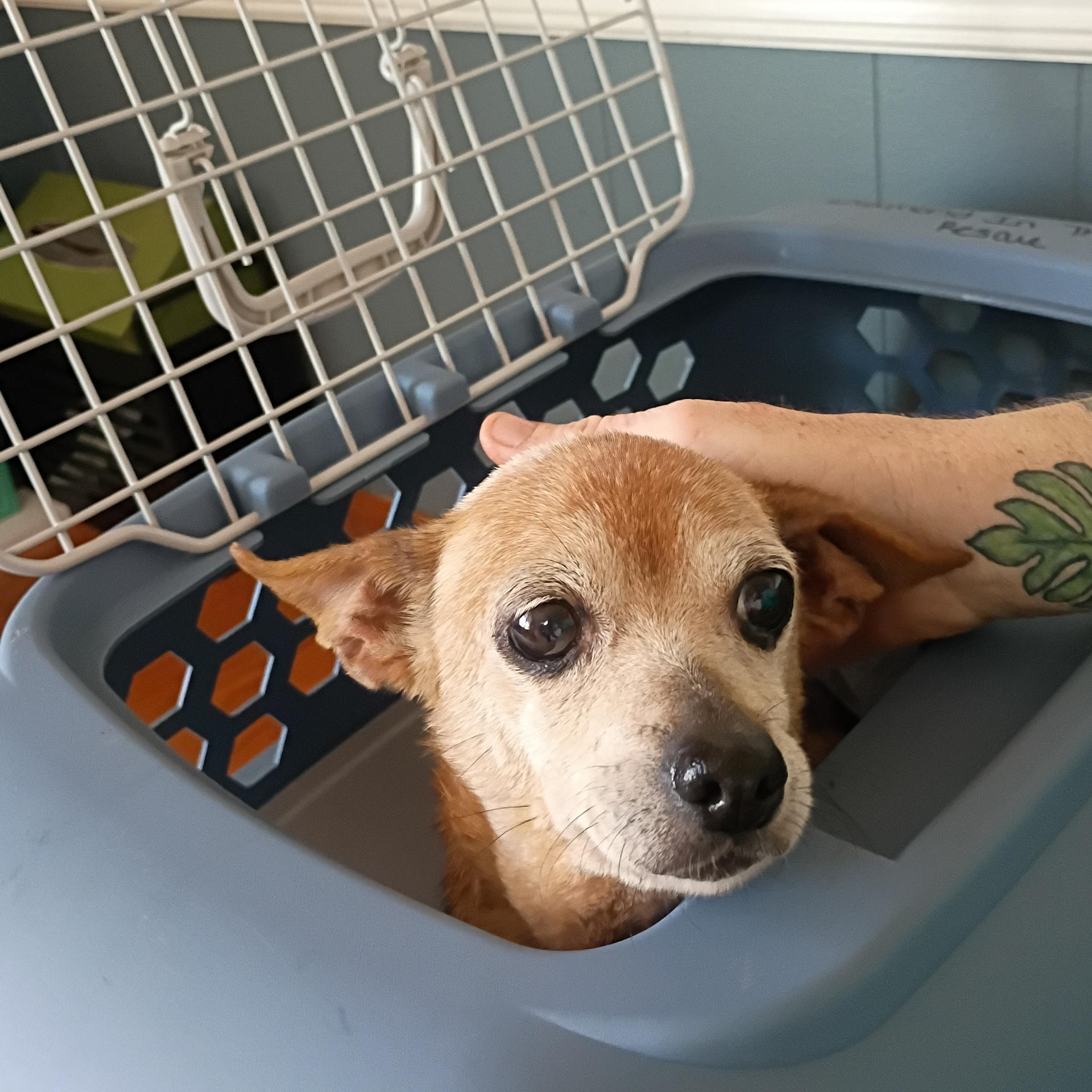 Ruth, Adoptable, Senior Female Chihuahua.