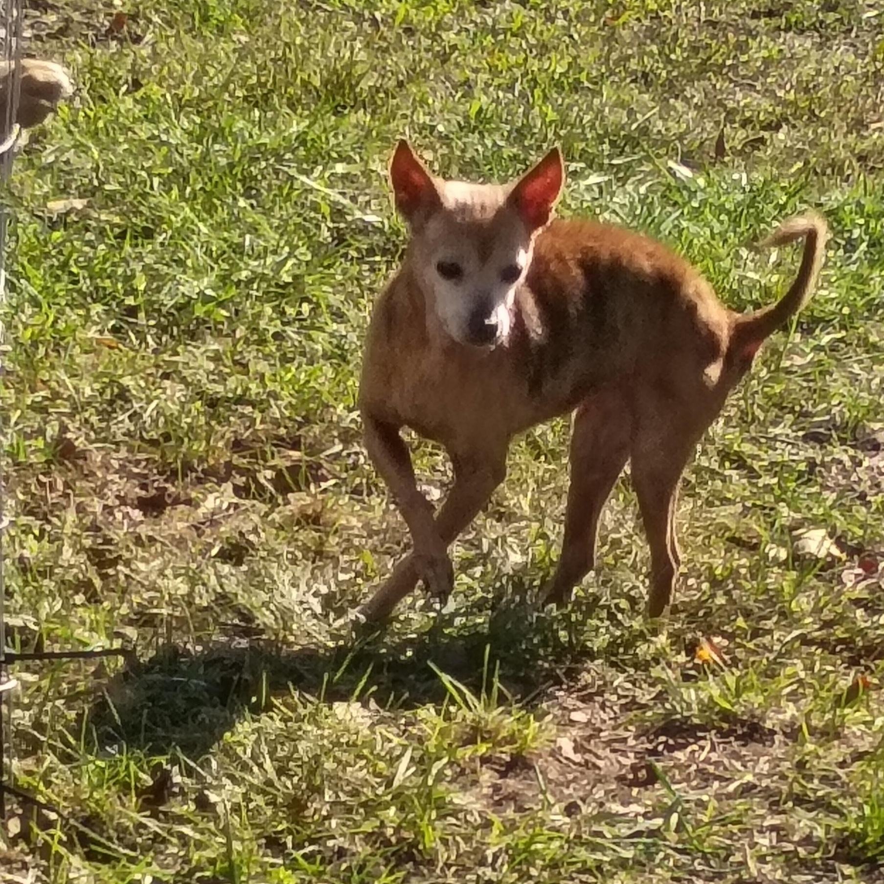 Enlarge Ruth, a Adoptable Chihuahua in Salisbury, MD image 2/2