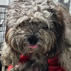 Igor, Adoptable, Young Male Havanese & Mixed Breed.