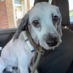 Enlarge Igor, a Adoptable mixed breed in Grinnell, IA image 2/2