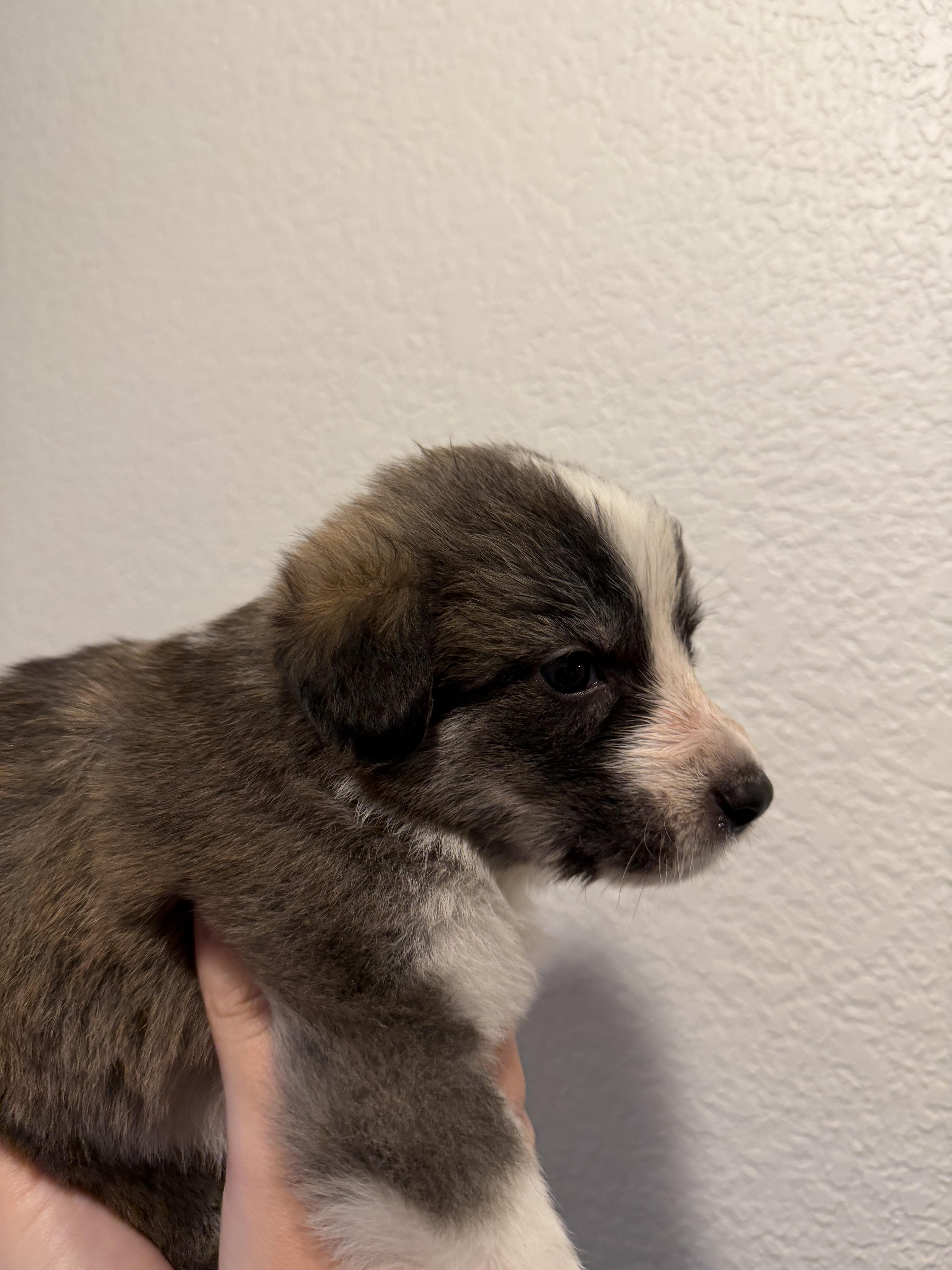 Ottis, adopted, Puppy Male Anatolian Shepherd & Great Pyrenees.