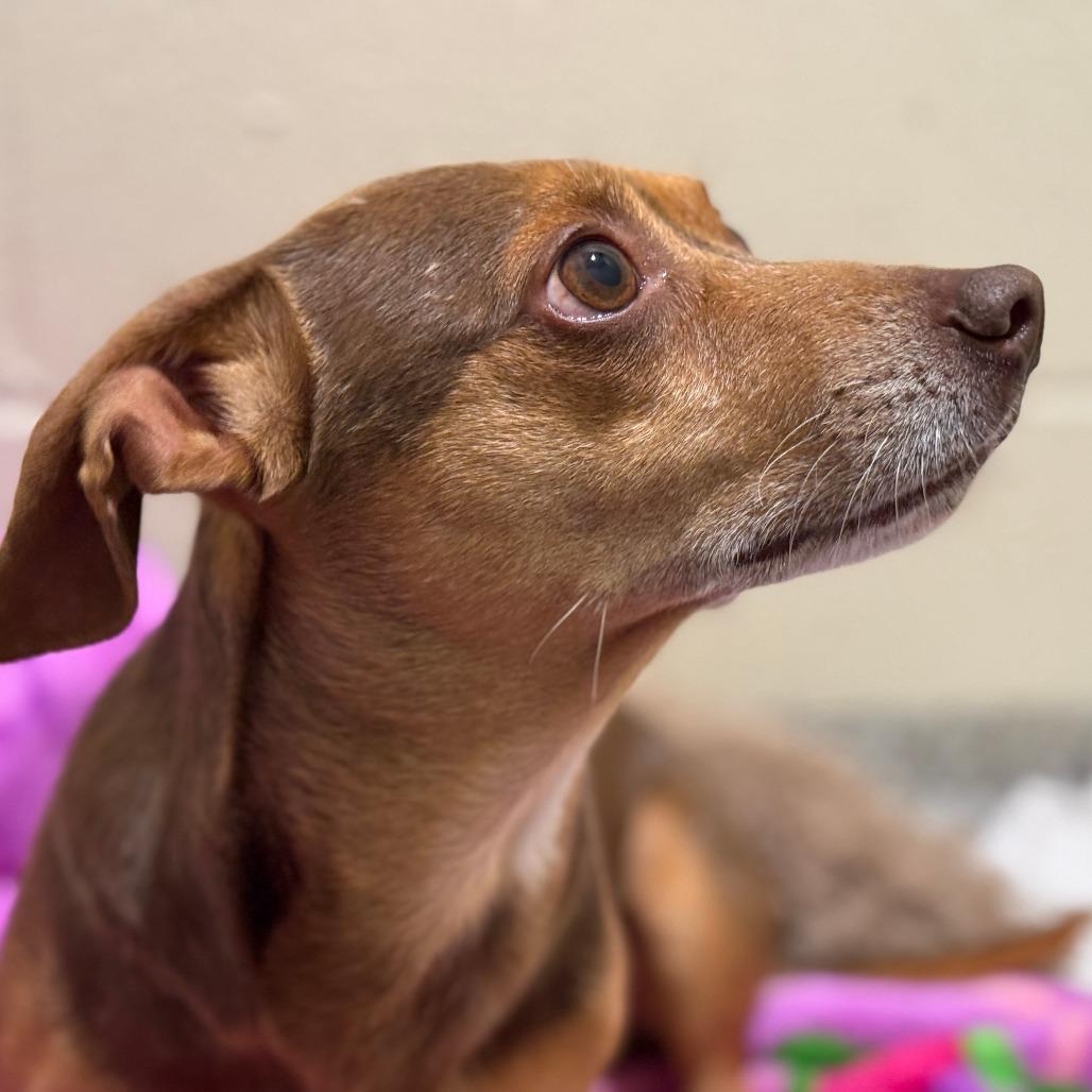 Justin: You are "just-in" time to adopt this sweet dog, Adoptable, Adult Male Chihuahua.