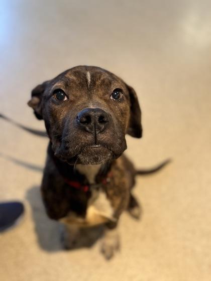 Gomez, Adoptable, Adult Male Mixed Breed & Mixed Breed.