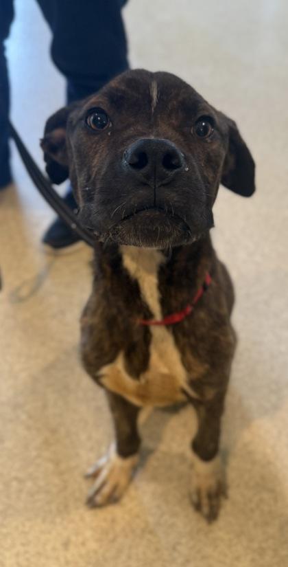 Enlarge Gomez, a Adoptable mixed breed in Harbor Springs, MI image 2/3