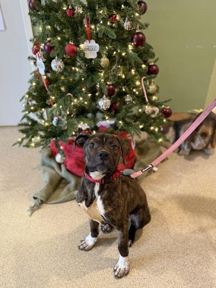 Enlarge Gomez, a Adoptable mixed breed in Harbor Springs, MI image 3/3