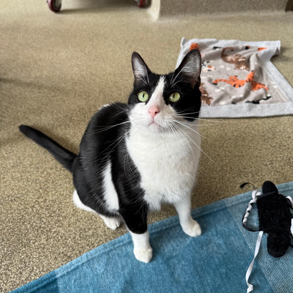 Ella, Adoptable, Adult Female Domestic Short Hair.