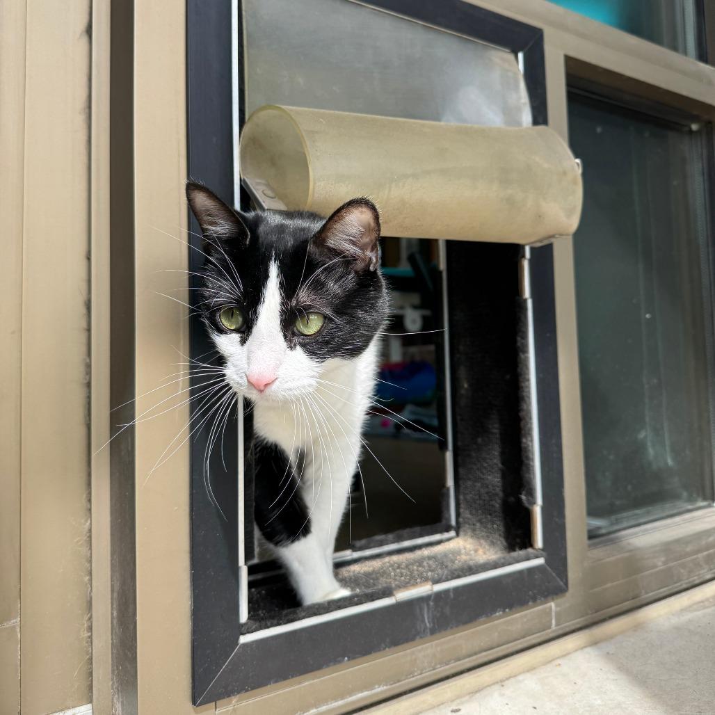 Enlarge Ella, a Adoptable mixed breed in Chicago, IL image 2/3