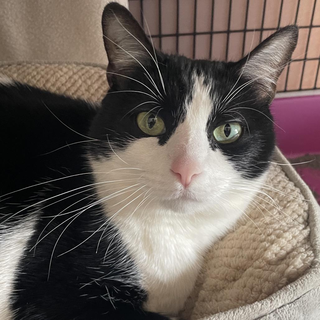 Enlarge Ella, a Adoptable mixed breed in Chicago, IL image 3/3