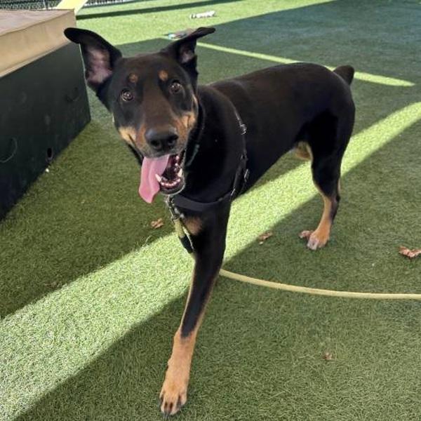 Mario, Adoptable, Adult Male Doberman Pinscher.