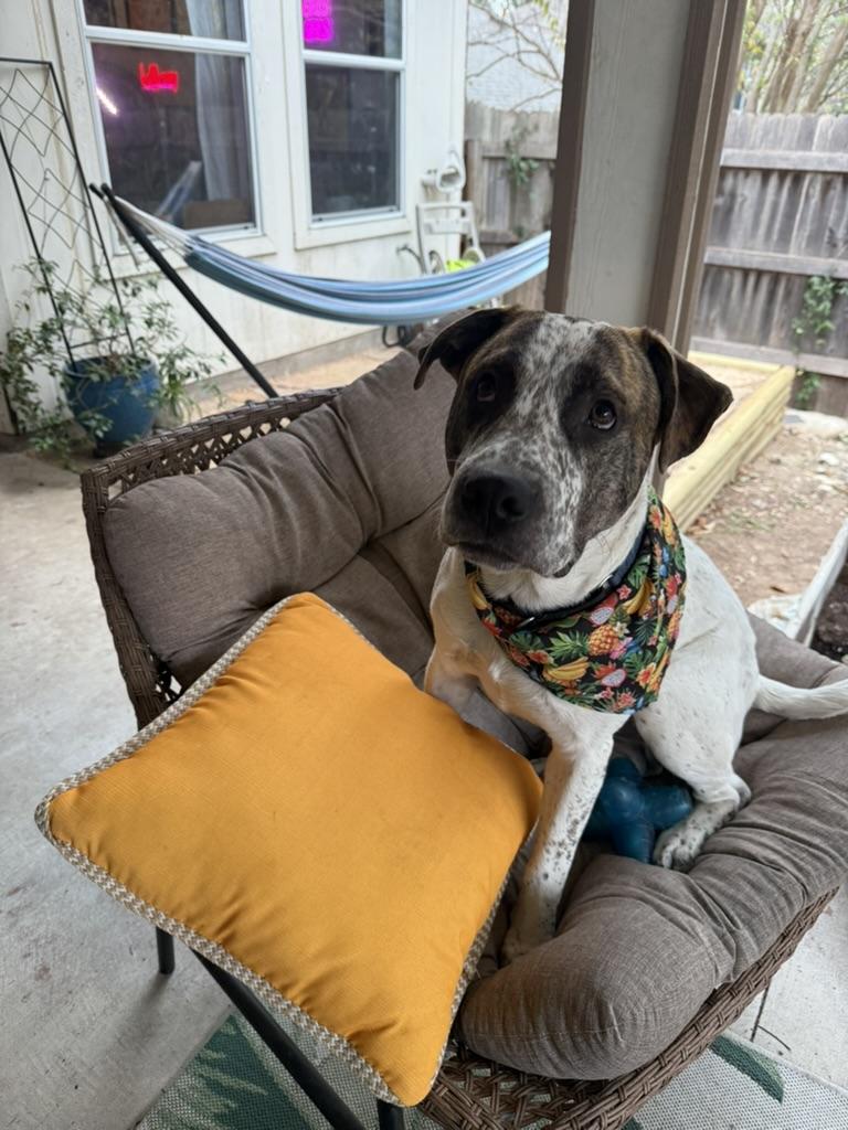 Mookie, ADOPTABLE, Young Male Cattle Dog & Labrador Retriever.
