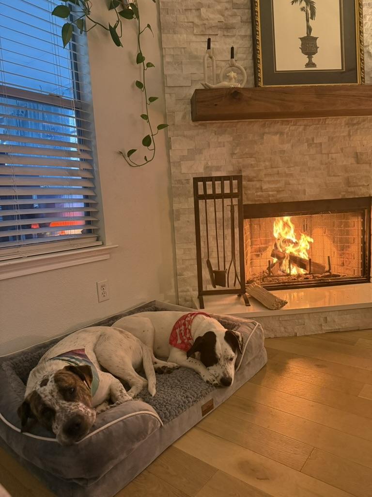 Enlarge Mookie, a ADOPTABLE mixed breed in Austin, TX image 6/6