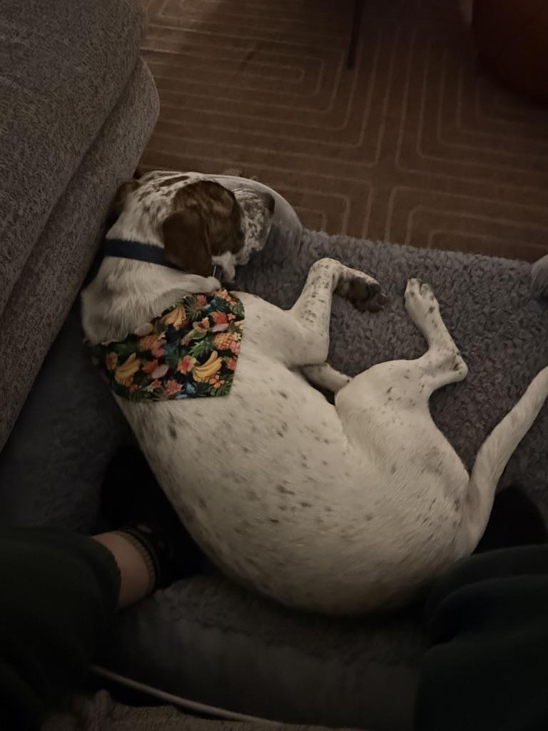 Enlarge Mookie, a ADOPTABLE mixed breed in Austin, TX image 4/6