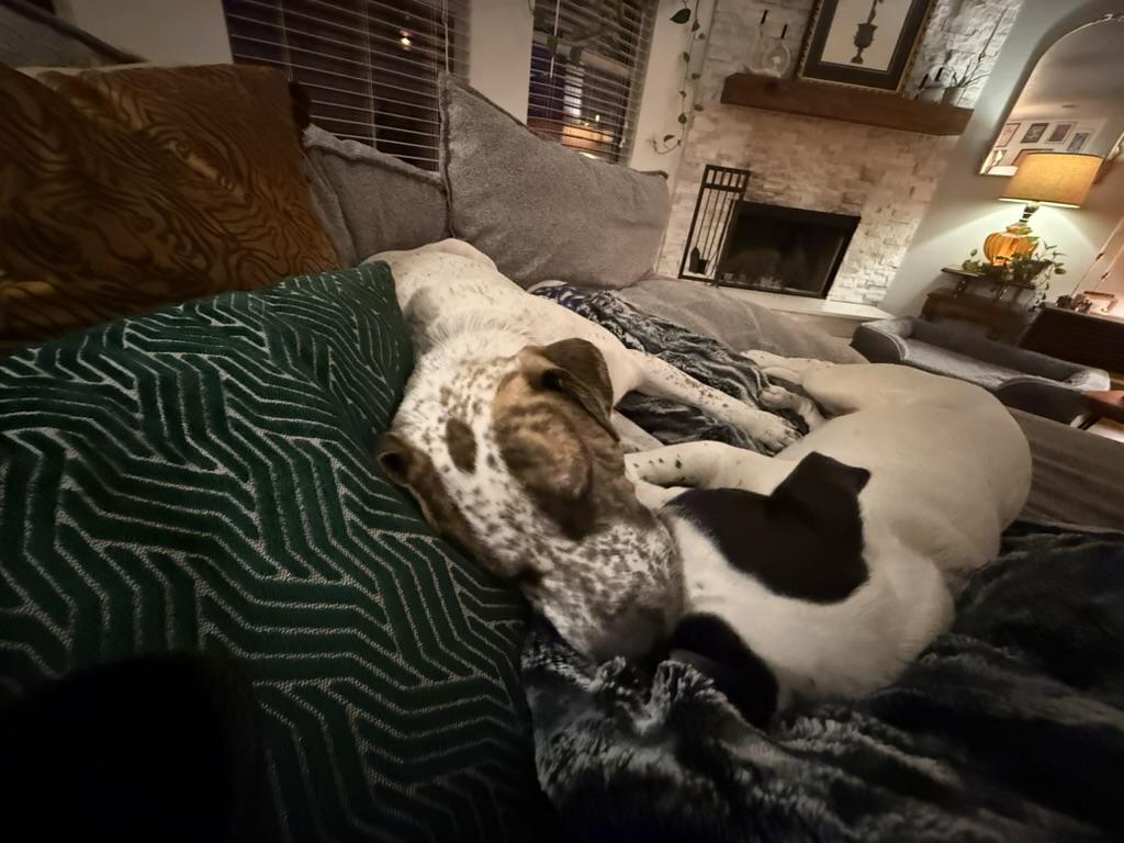 Enlarge Mookie, a ADOPTABLE mixed breed in Austin, TX image 5/6