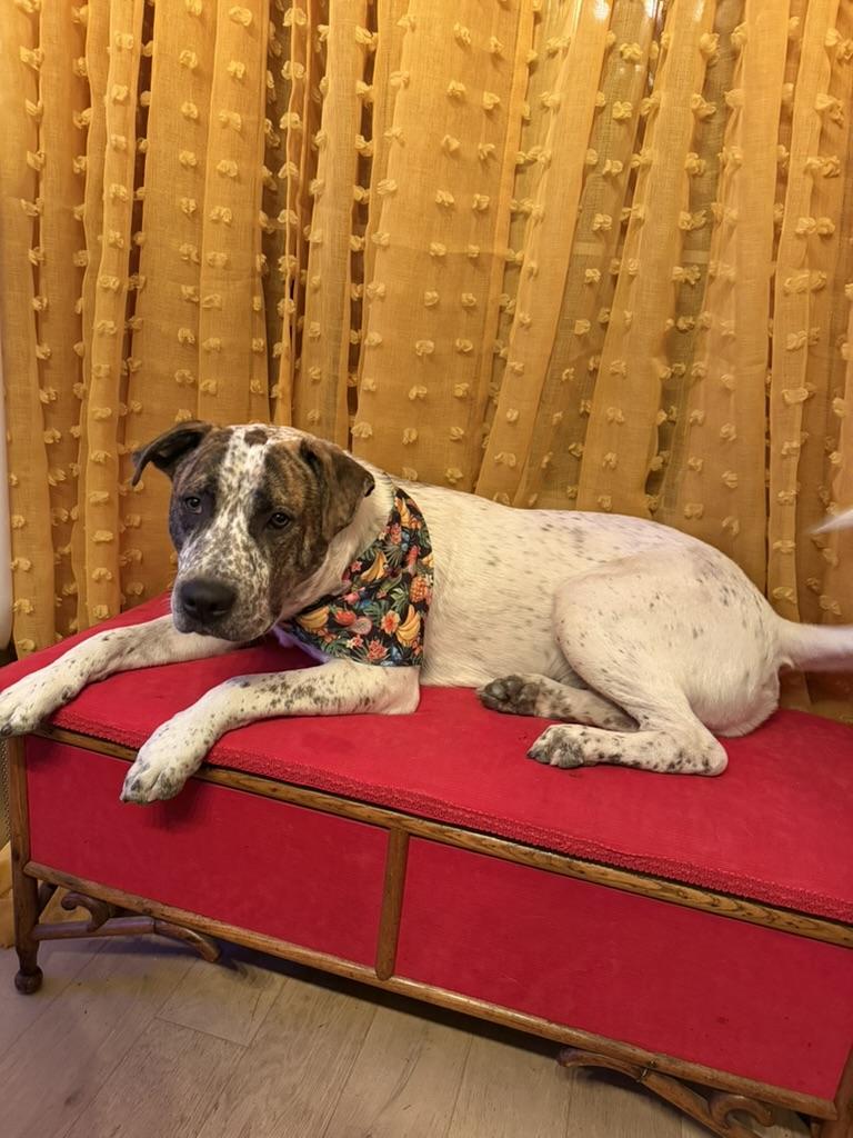 Enlarge Mookie, a ADOPTABLE mixed breed in Austin, TX image 2/6