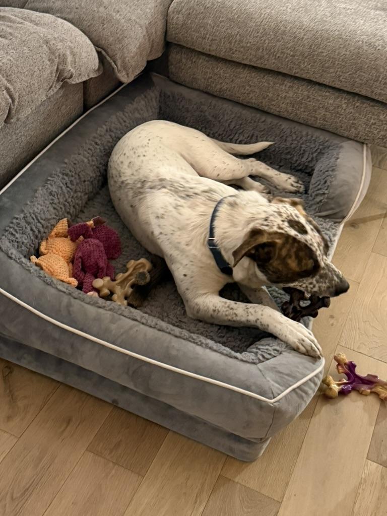 Enlarge Mookie, a ADOPTABLE mixed breed in Austin, TX image 3/6