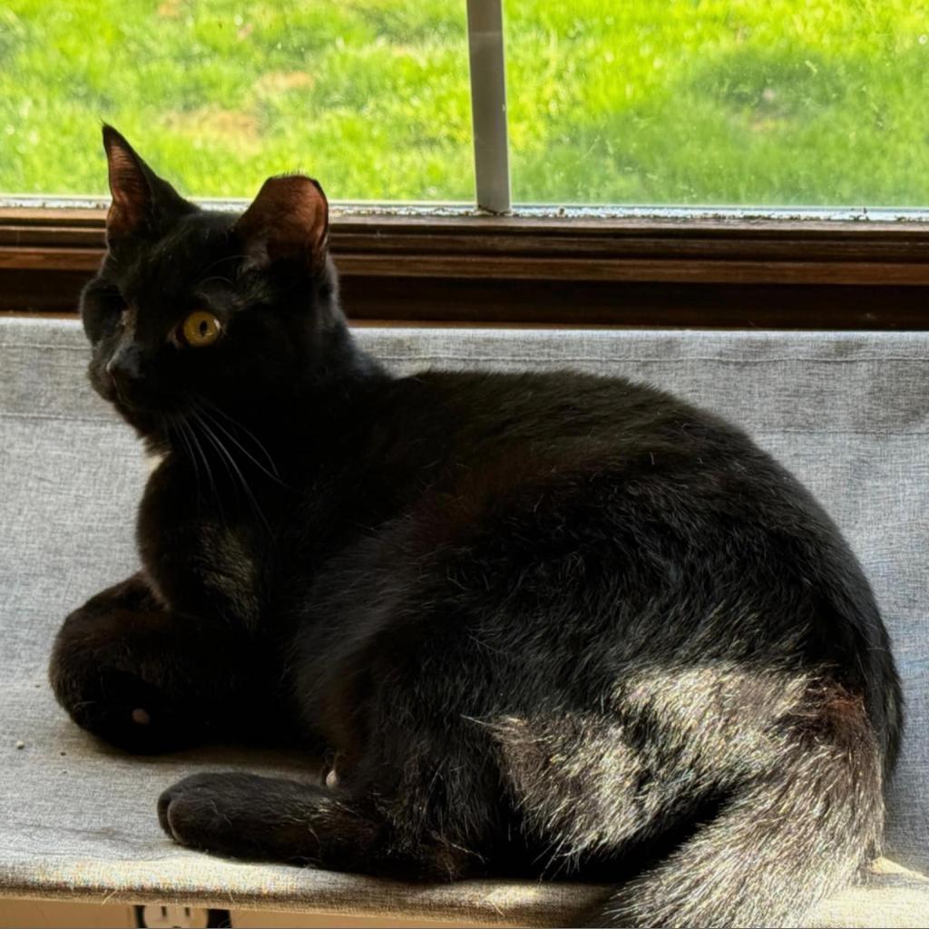 Enlarge Susan bonded to Lucy, a Adoptable Domestic Short Hair in Monroe, MI image 2/2