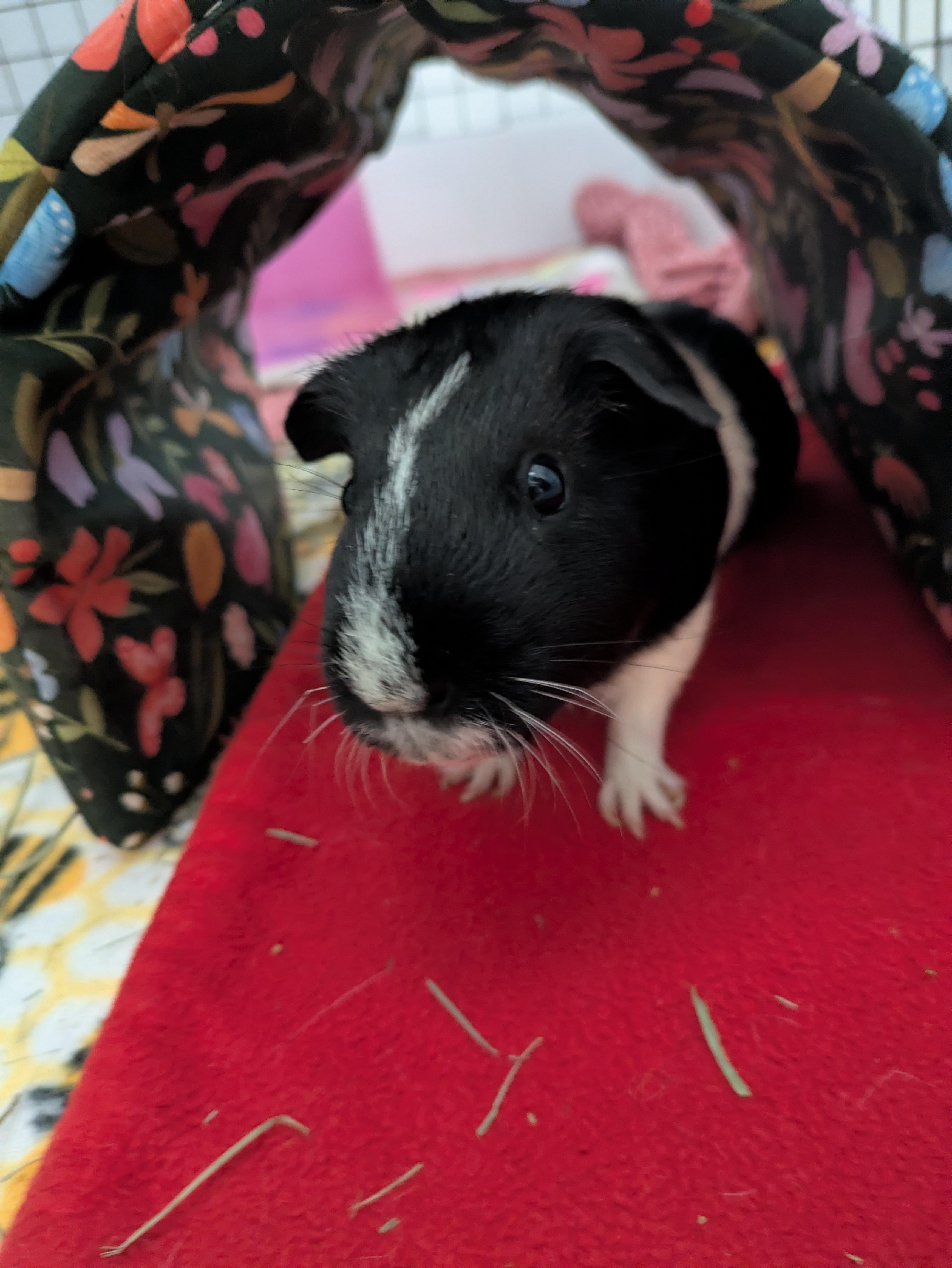 Henry & Jasper, an adoptable Guinea Pig in Austin, TX image 4/6
