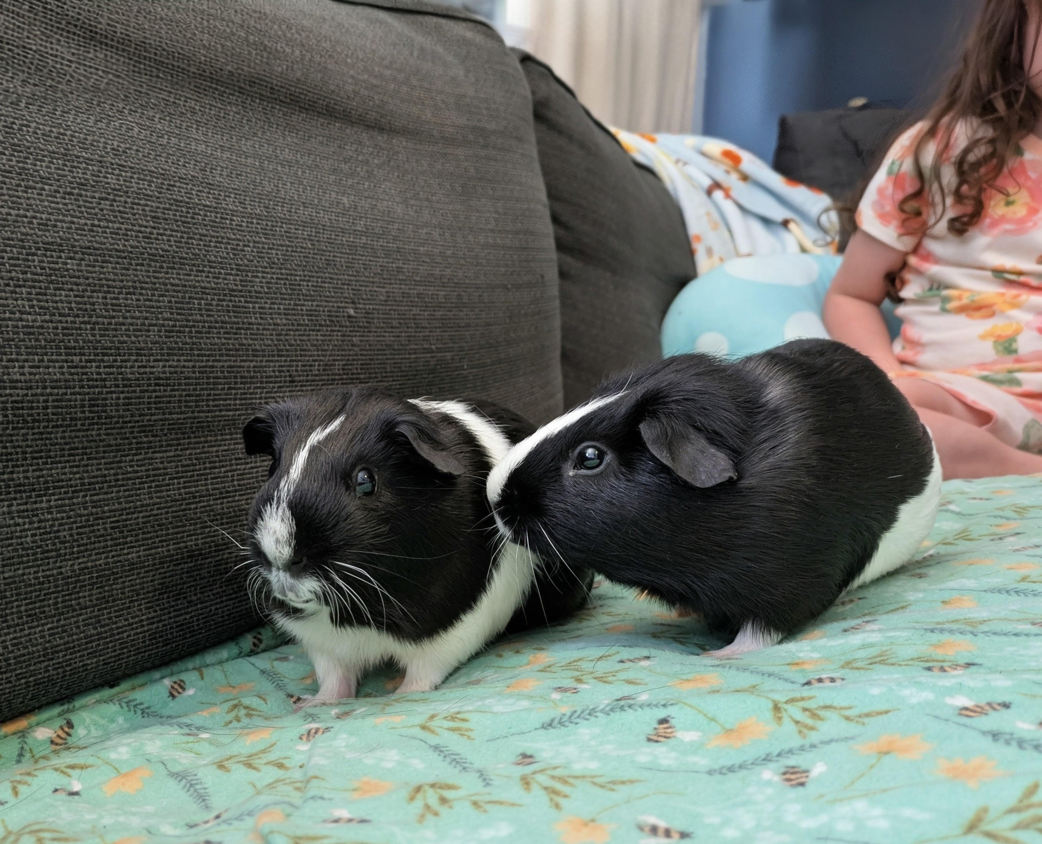 Henry & Jasper, an adoptable Guinea Pig in Austin, TX image 1/6