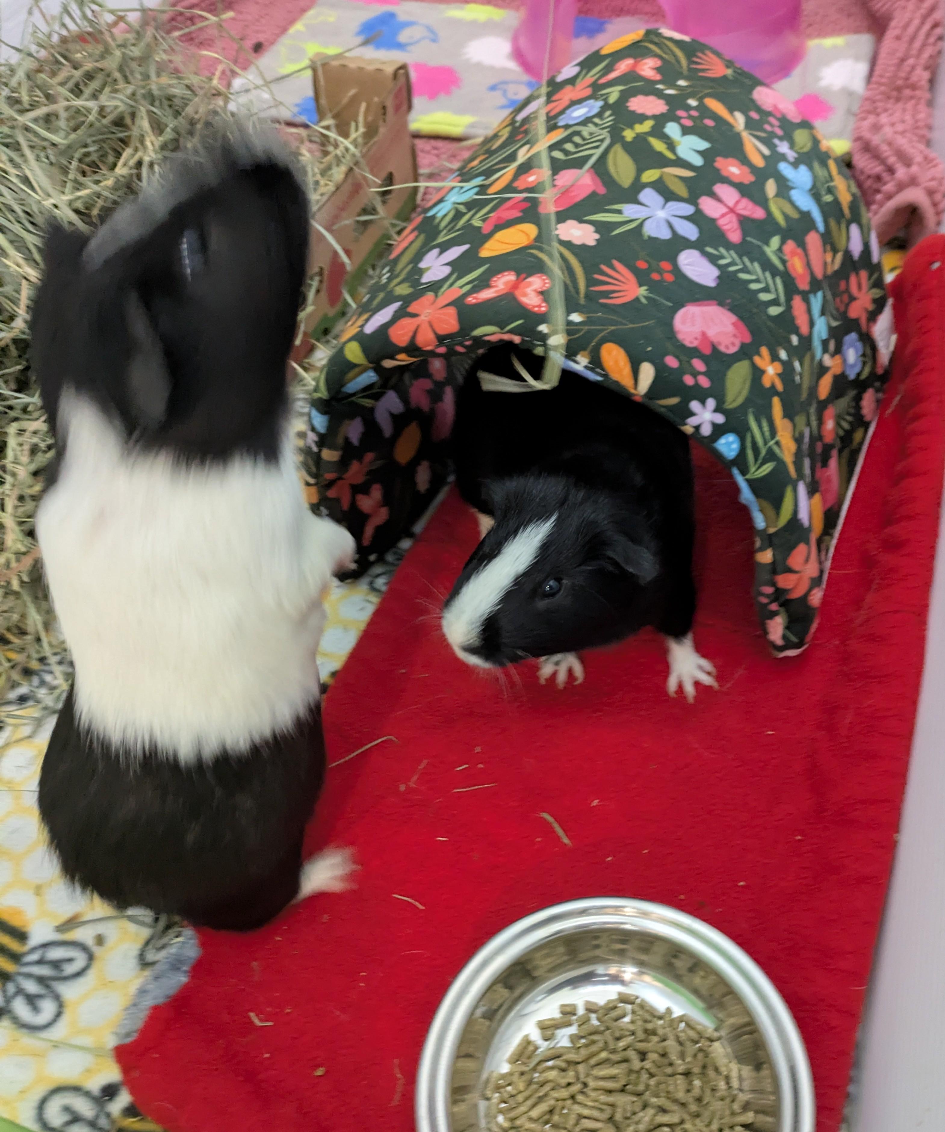 Henry & Jasper, an adoptable Guinea Pig in Austin, TX image 2/6