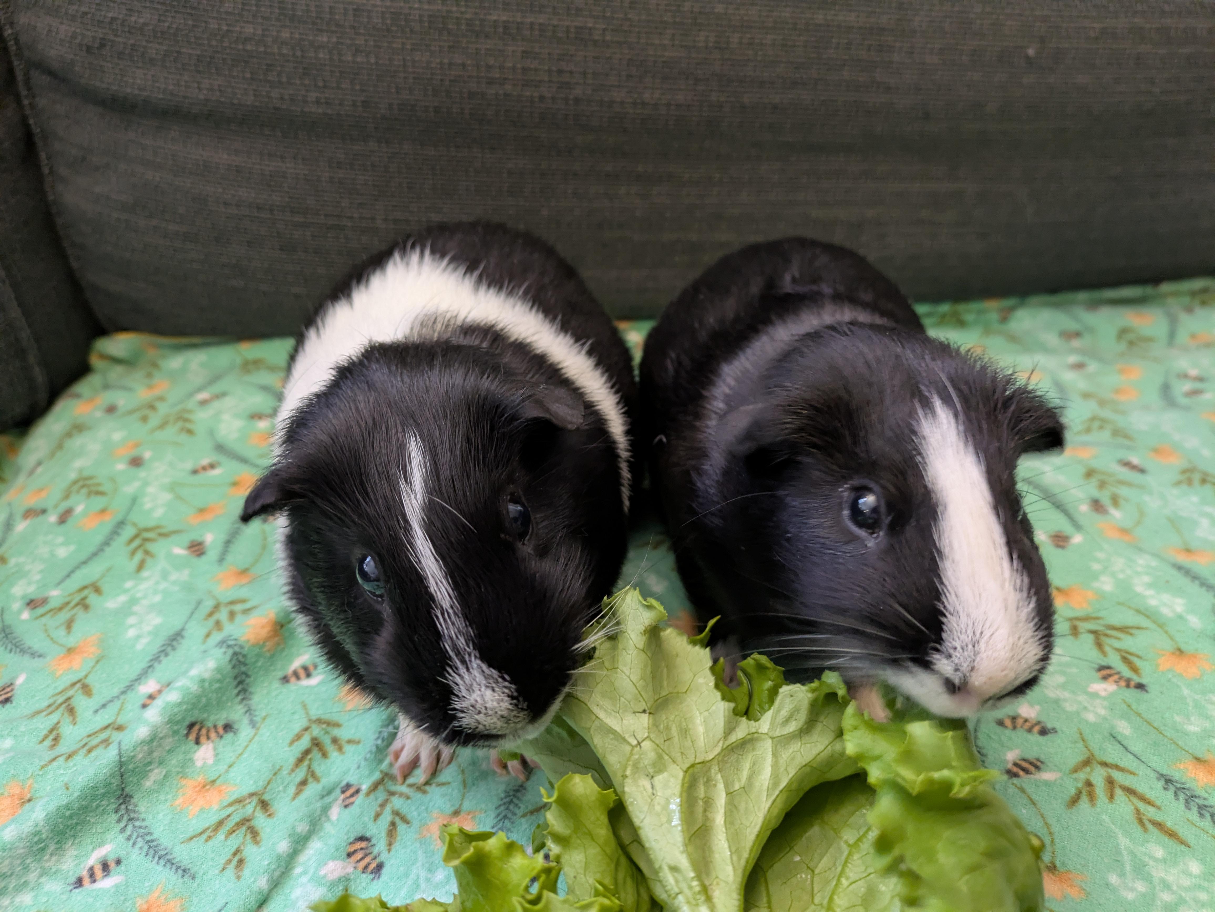 Henry & Jasper, an adoptable Guinea Pig in Austin, TX image 5/6