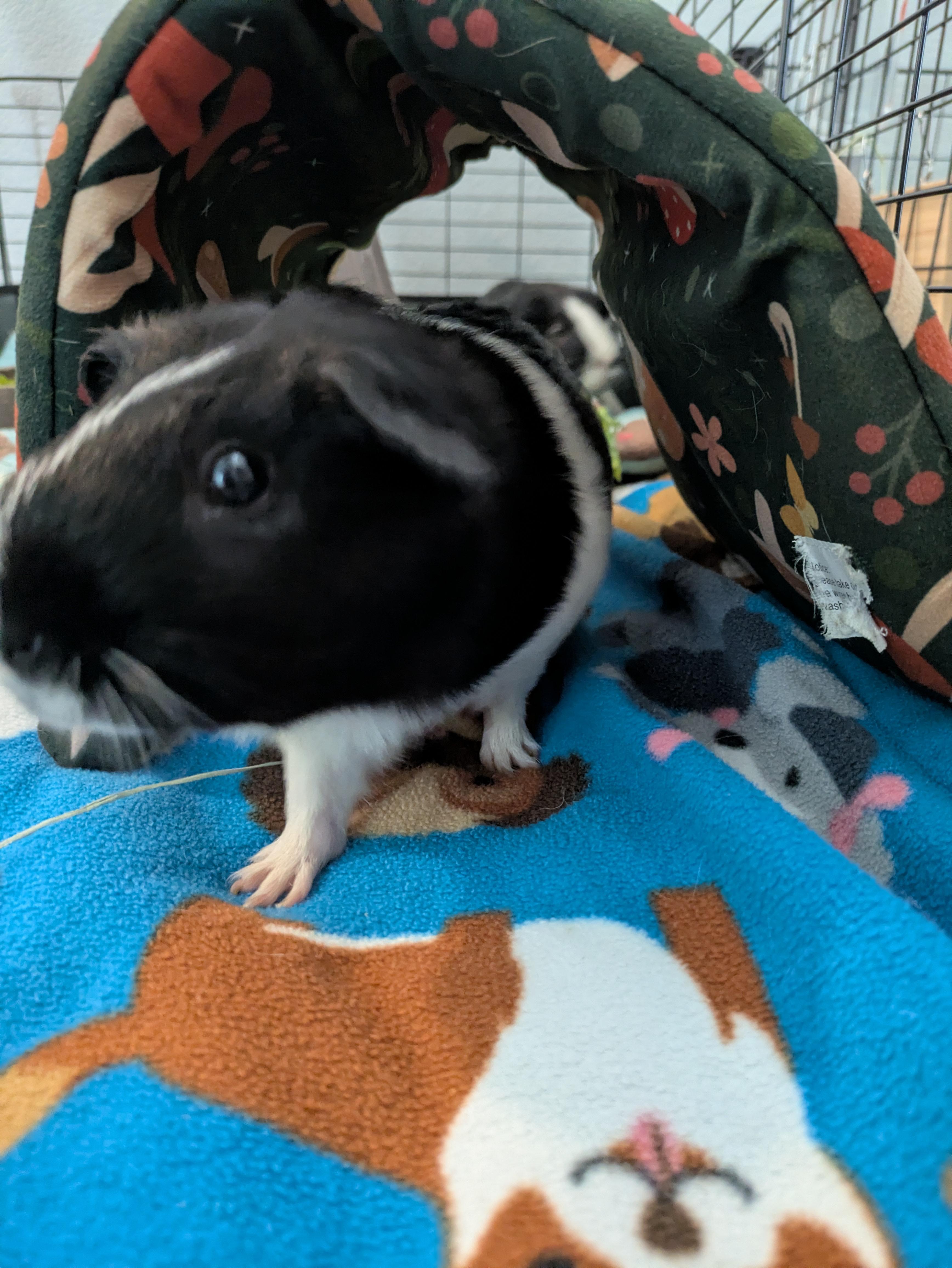 Henry & Jasper, an adoptable Guinea Pig in Austin, TX image 6/6