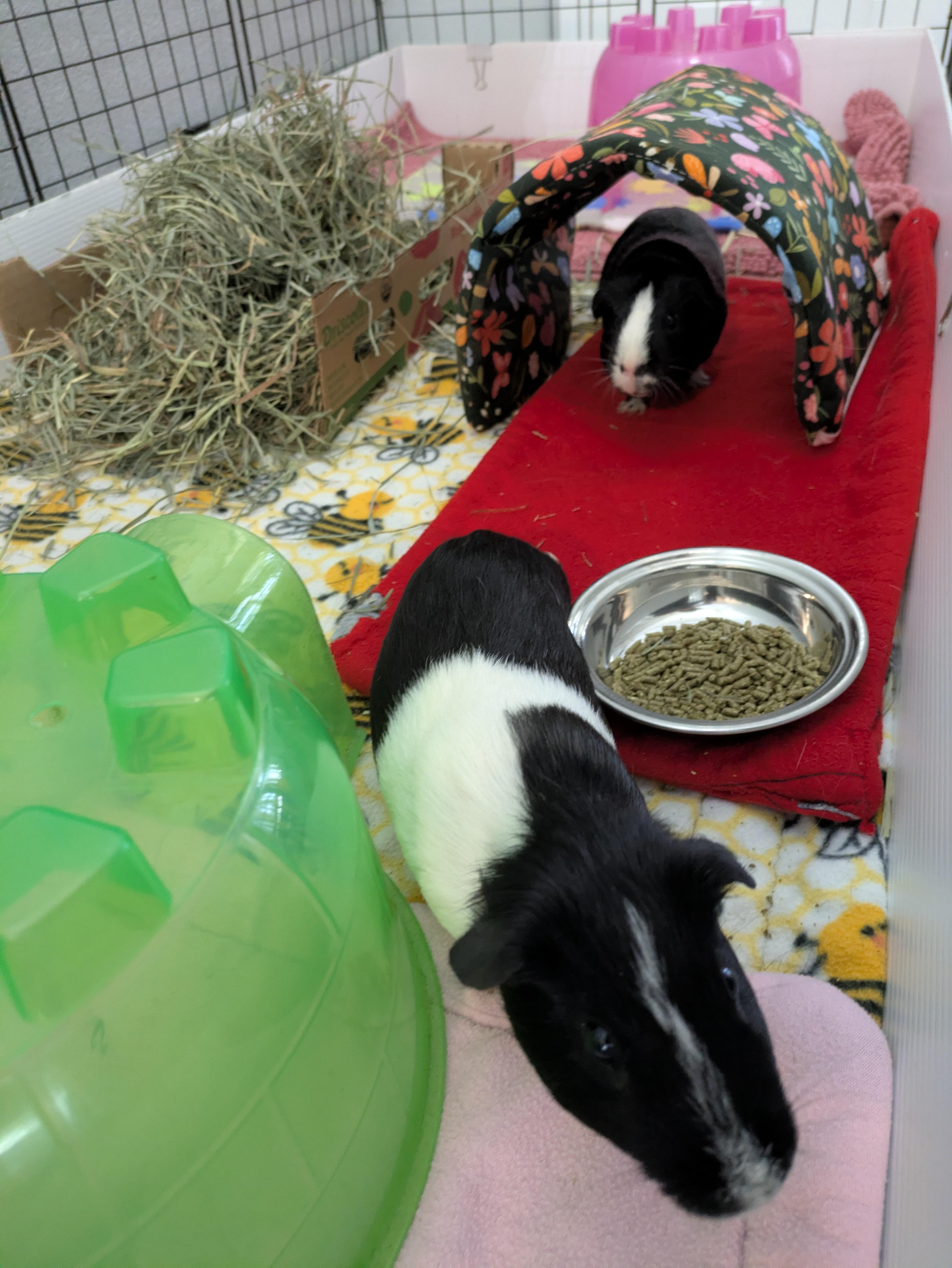 Henry & Jasper, an adoptable Guinea Pig in Austin, TX image 3/6