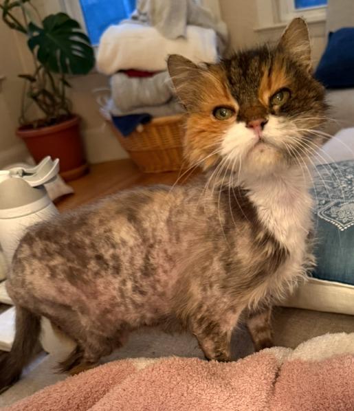 Selena, Adoptable, Senior Female Domestic Long Hair.