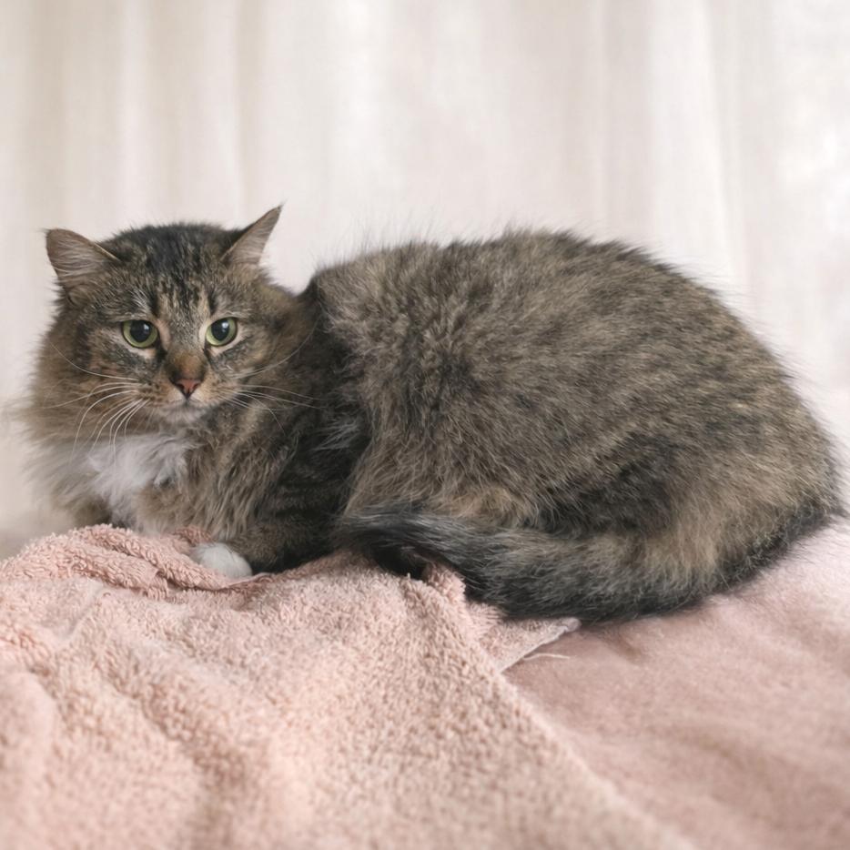 Enlarge Puff, a Adoptable Domestic Long Hair in Fort Wayne, IN image 1/3