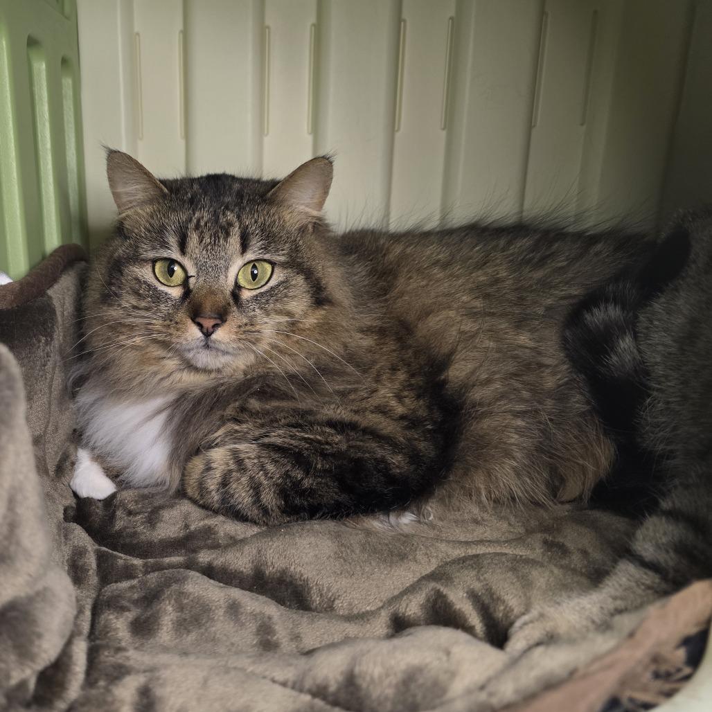 Enlarge Puff, a Adoptable Domestic Long Hair in Fort Wayne, IN image 3/3