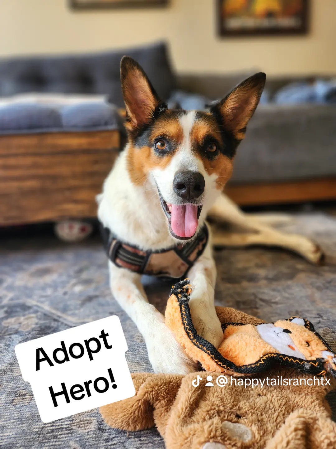 Hero, Adult Male Australian Cattle Dog / Blue Heeler