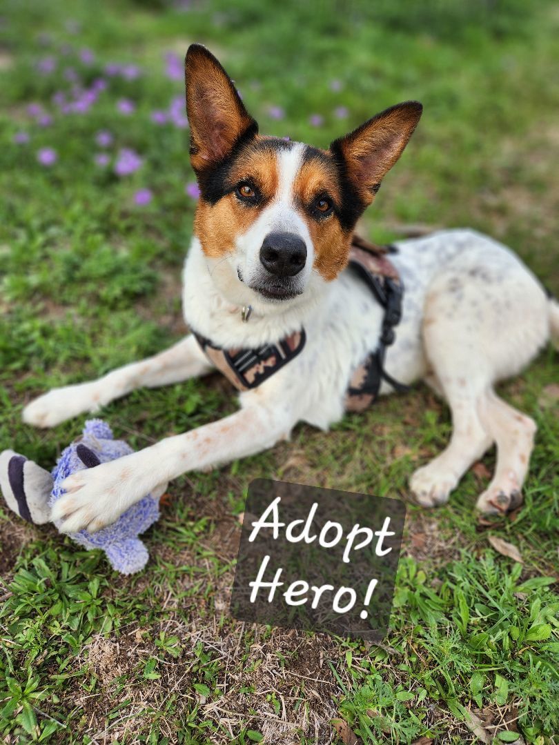 Enlarge Hero, a Adoptable mixed breed in Killeen, TX image 2/5