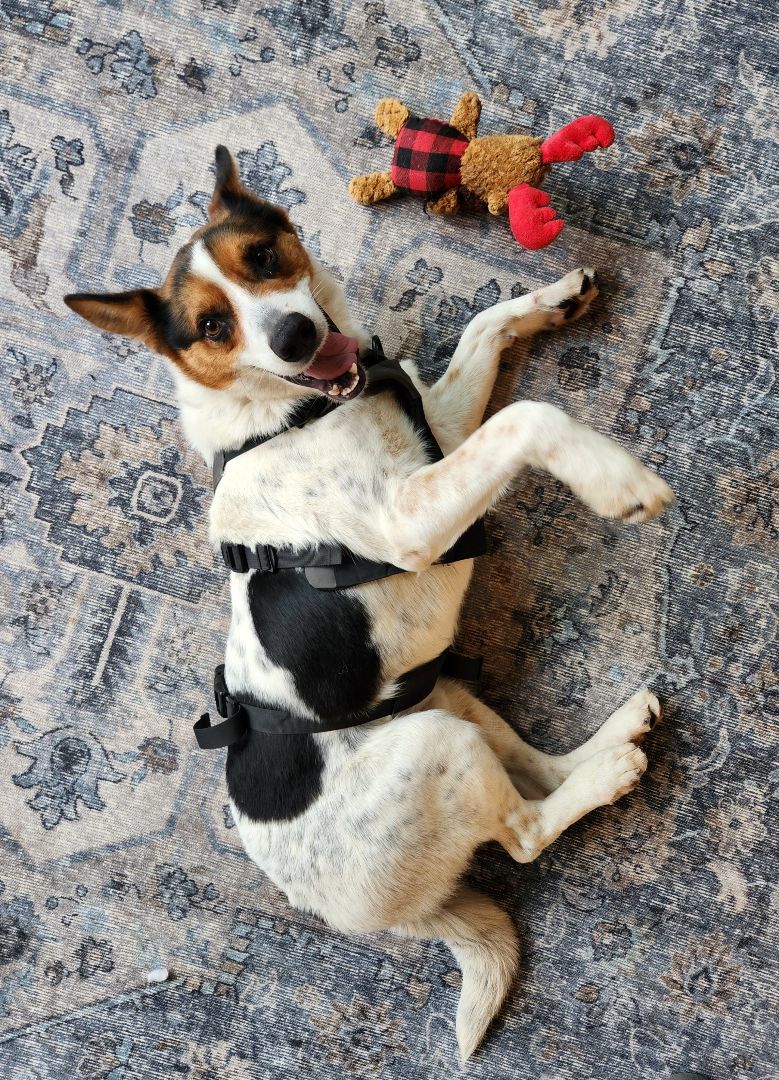 Enlarge Hero, a Adoptable mixed breed in Killeen, TX image 3/5