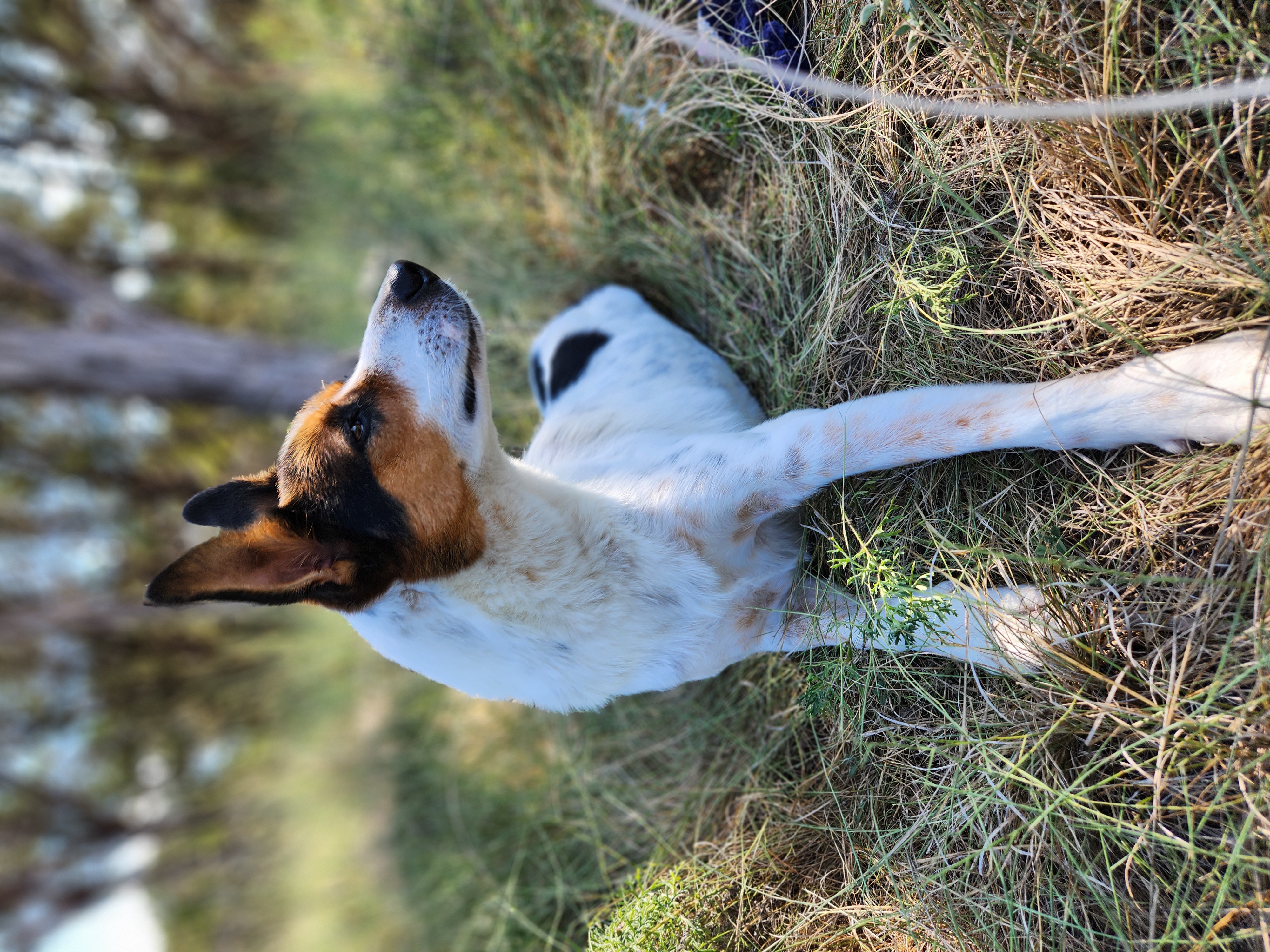 Enlarge Hero, a Adoptable mixed breed in Killeen, TX image 4/5